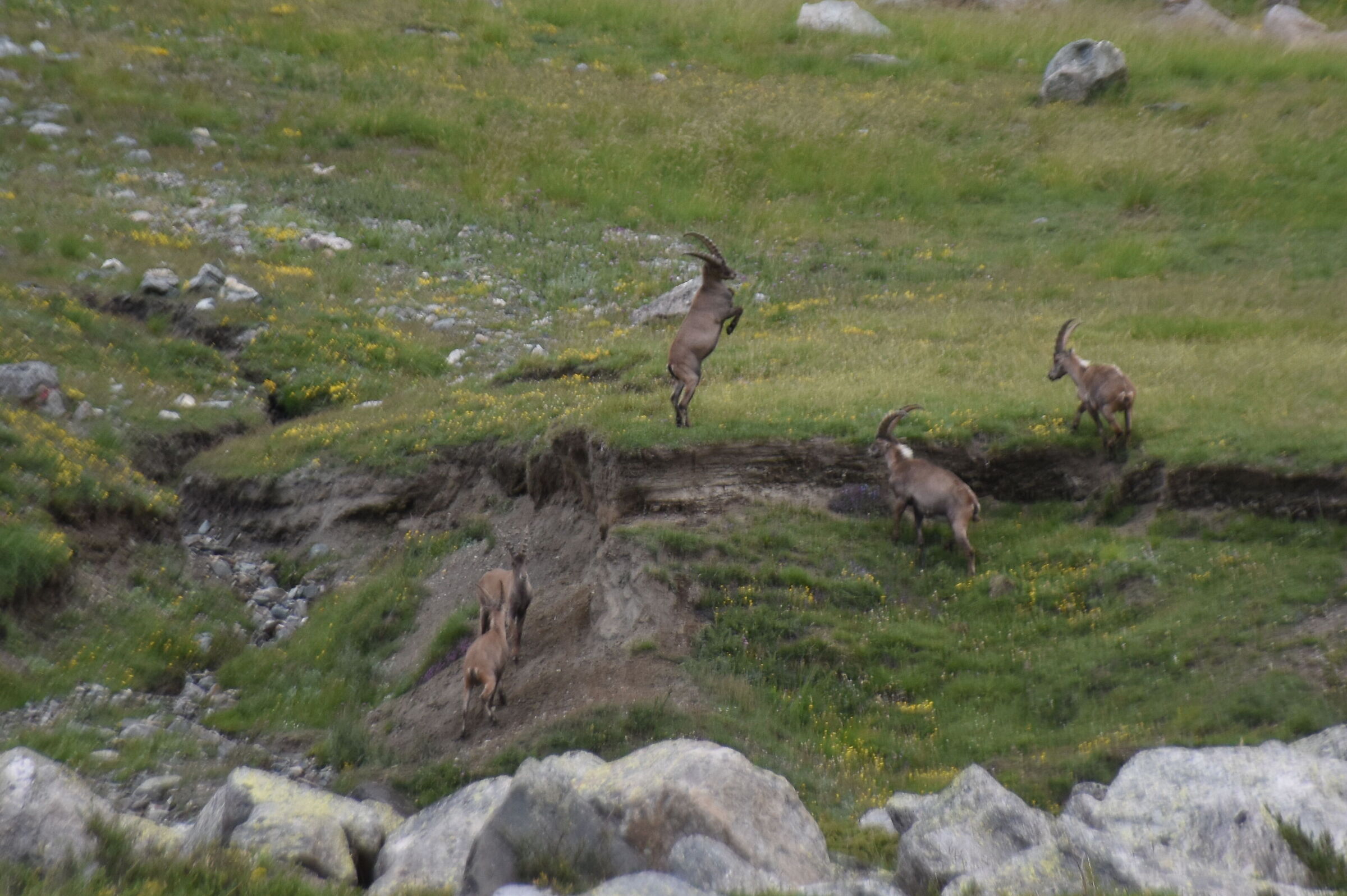 young ibexes...