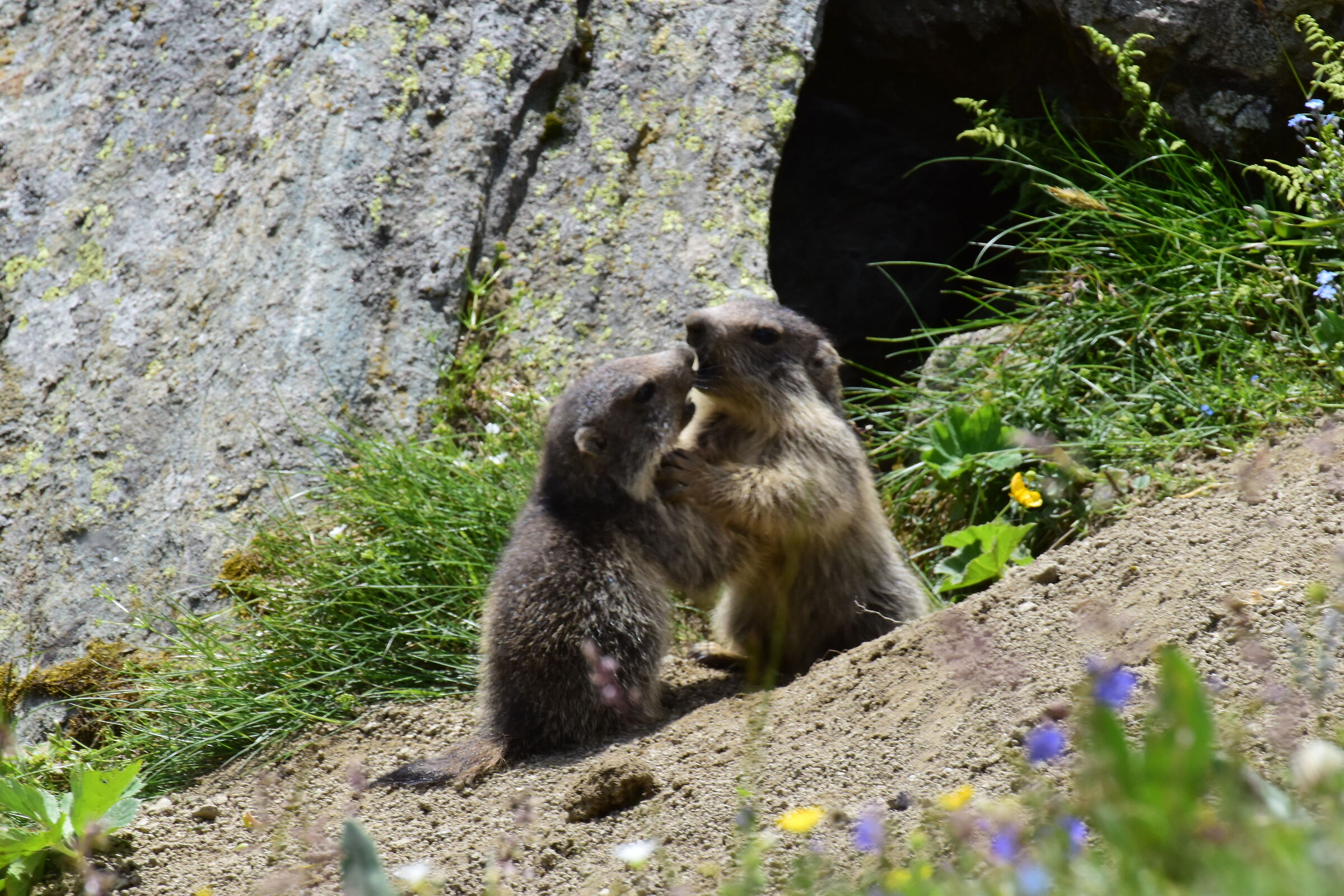young marmots...