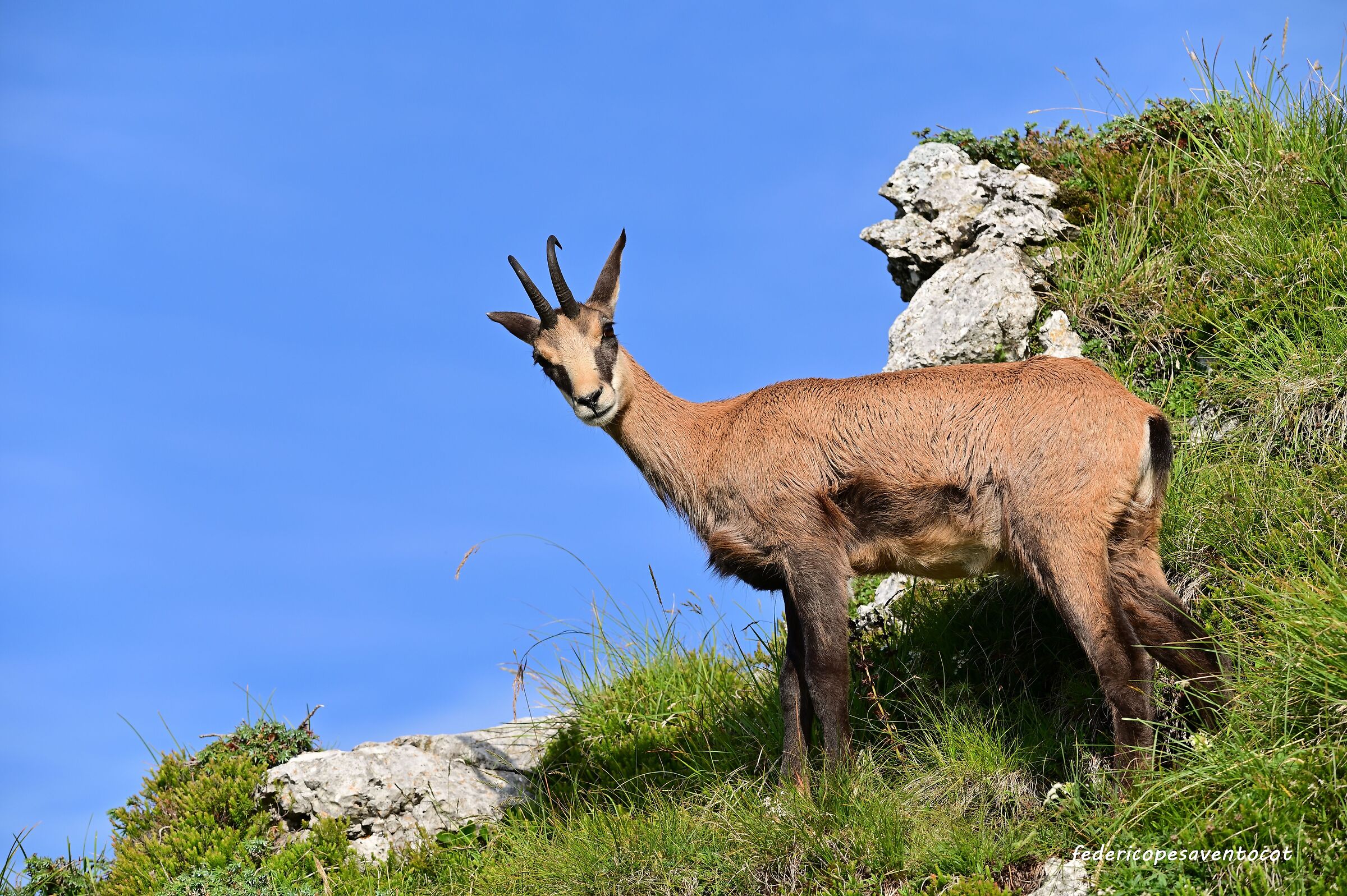 Chamois at high altitude ...