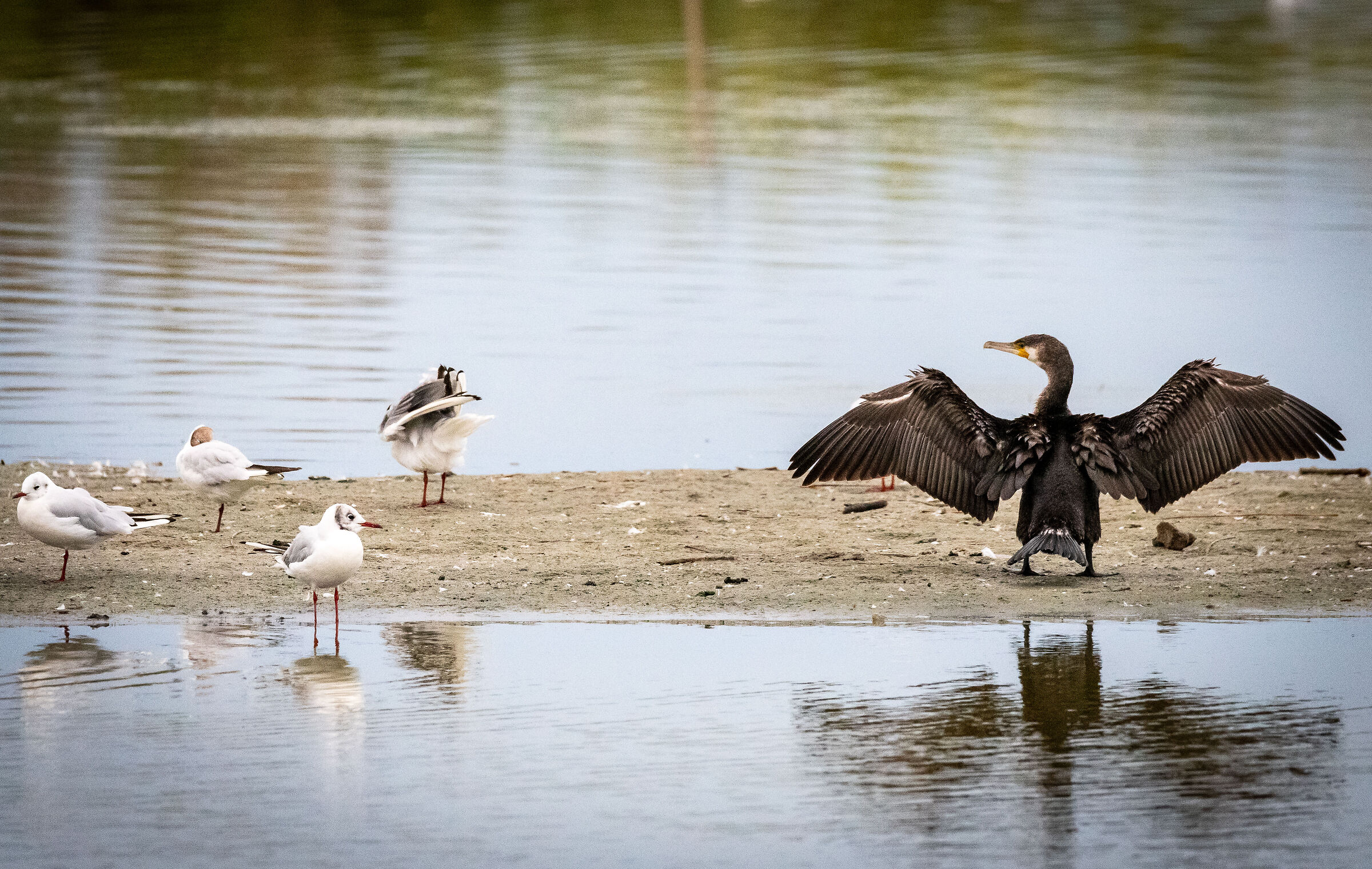 Cormorant...