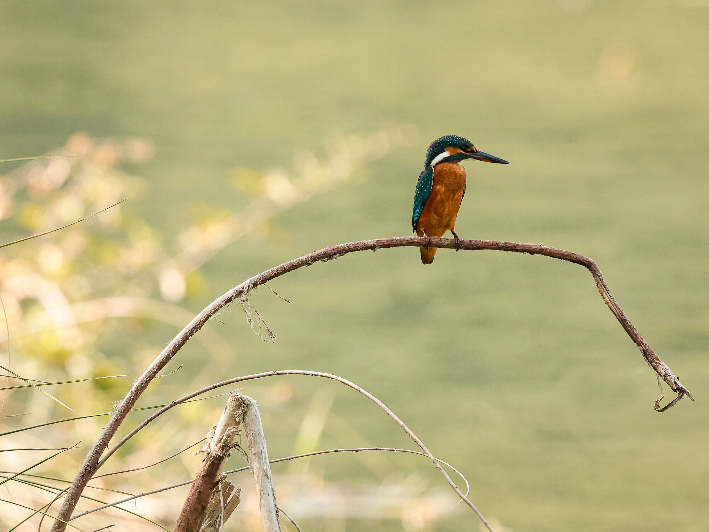 Kingfisher (Alcedo at this) ...
