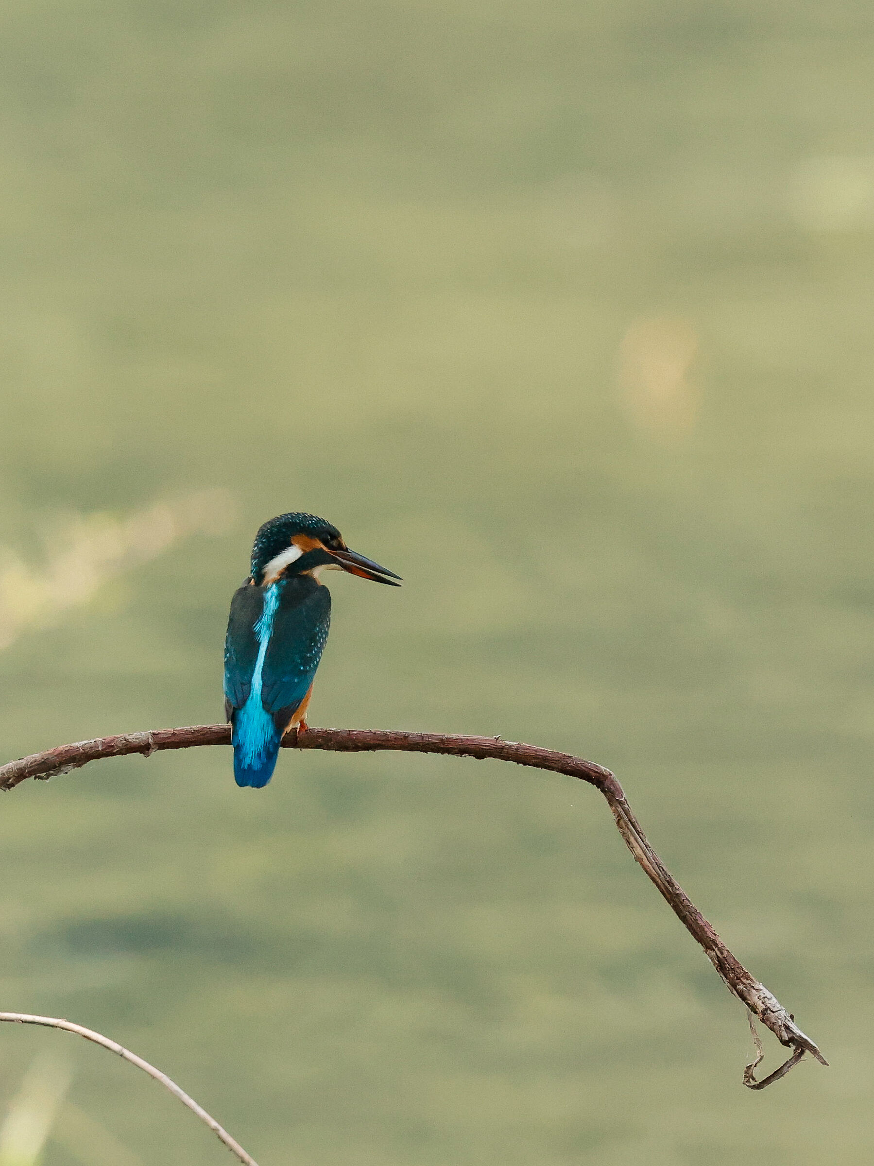 Magical presence. (Kingfisher) ...