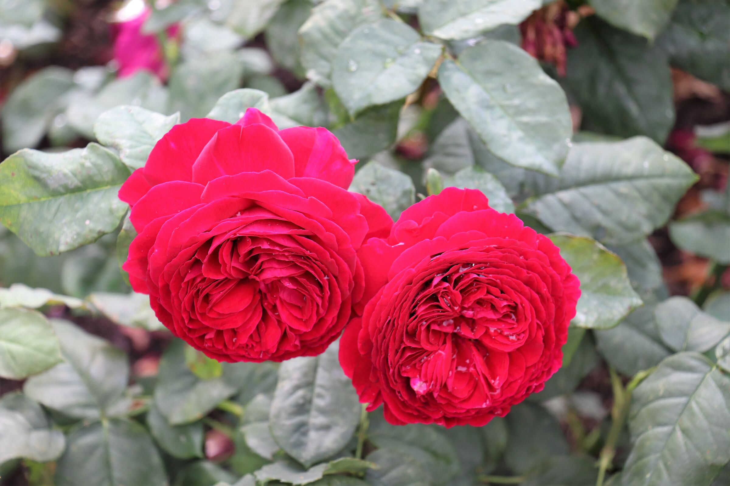 Rose...