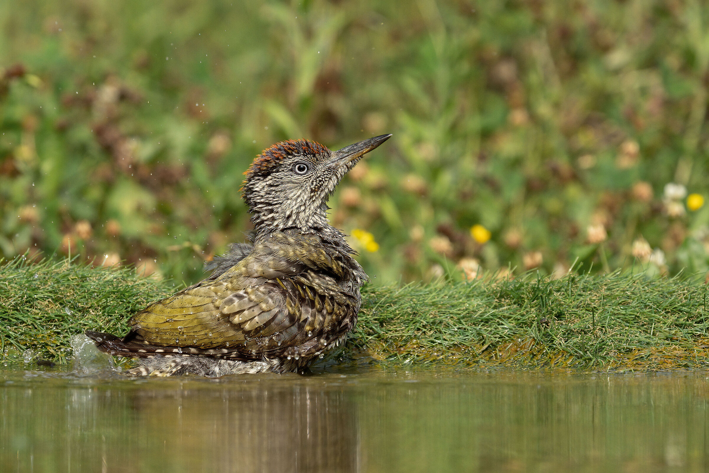 Young Green Woodpecker at the bath...