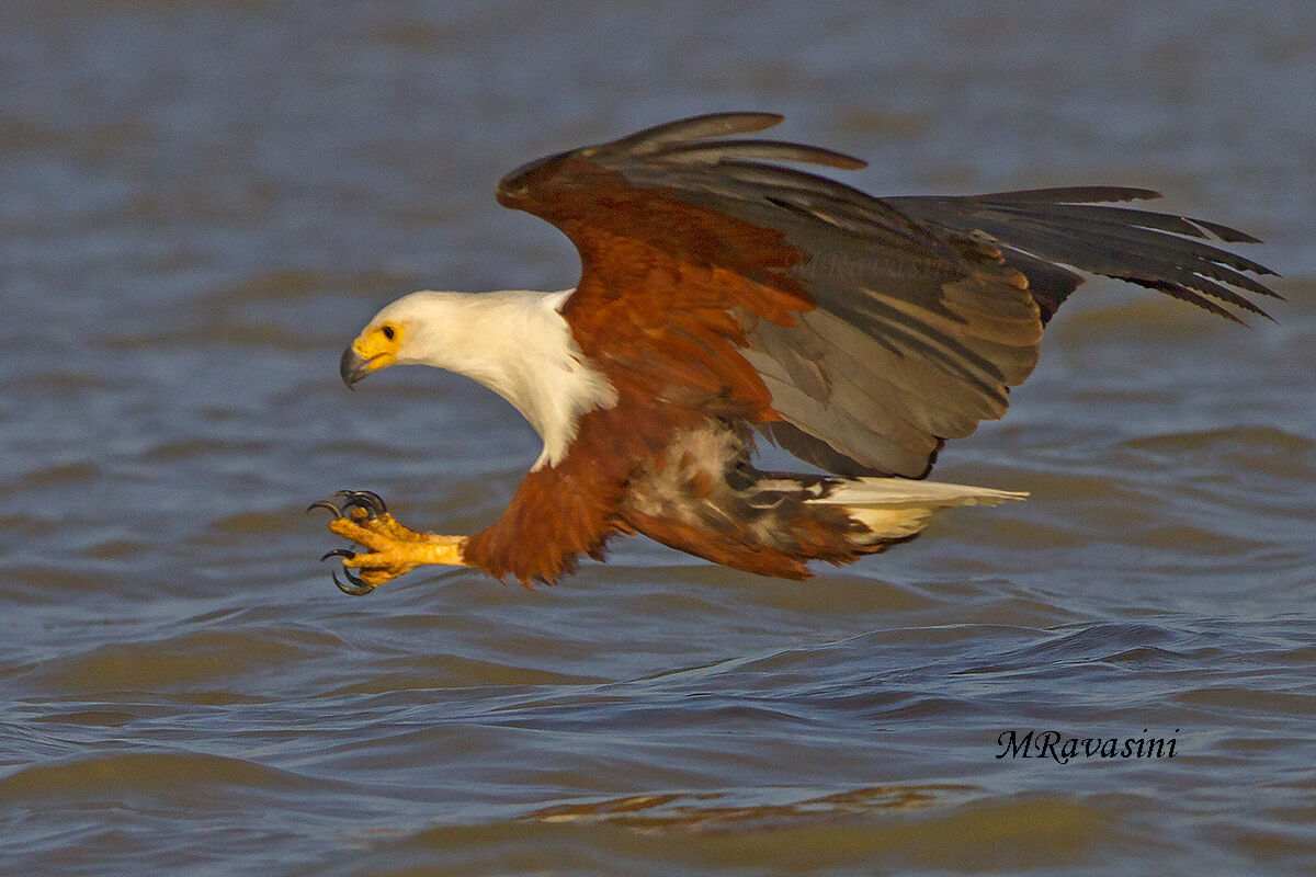 African fish eagle...