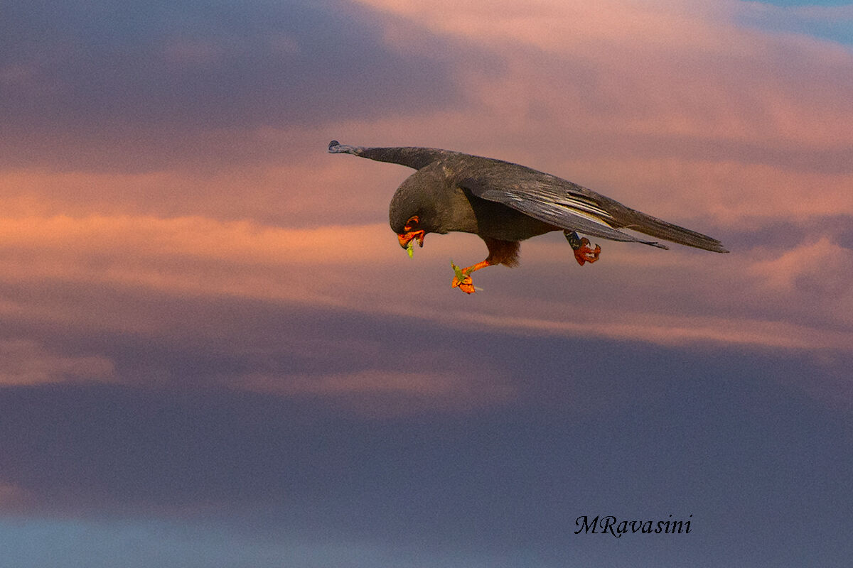 Male cuckoo falcon, sunset hunt...