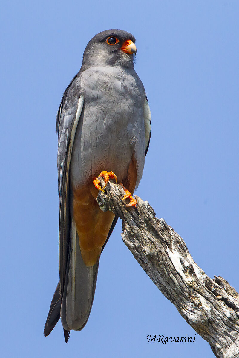 Adult male Amur falcon...