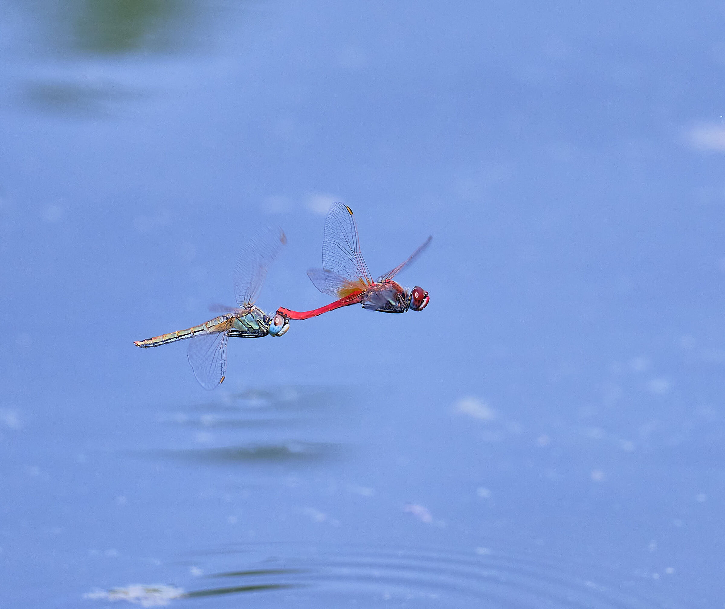 Dragonflies...