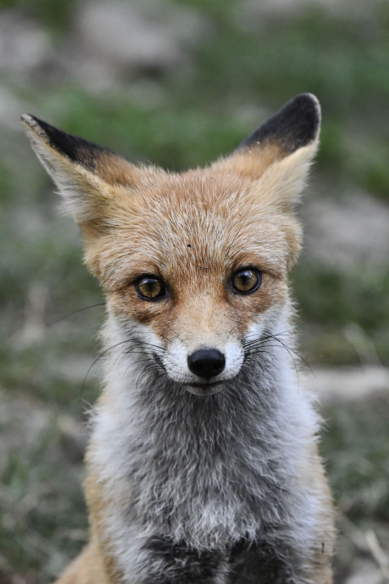 fox ...