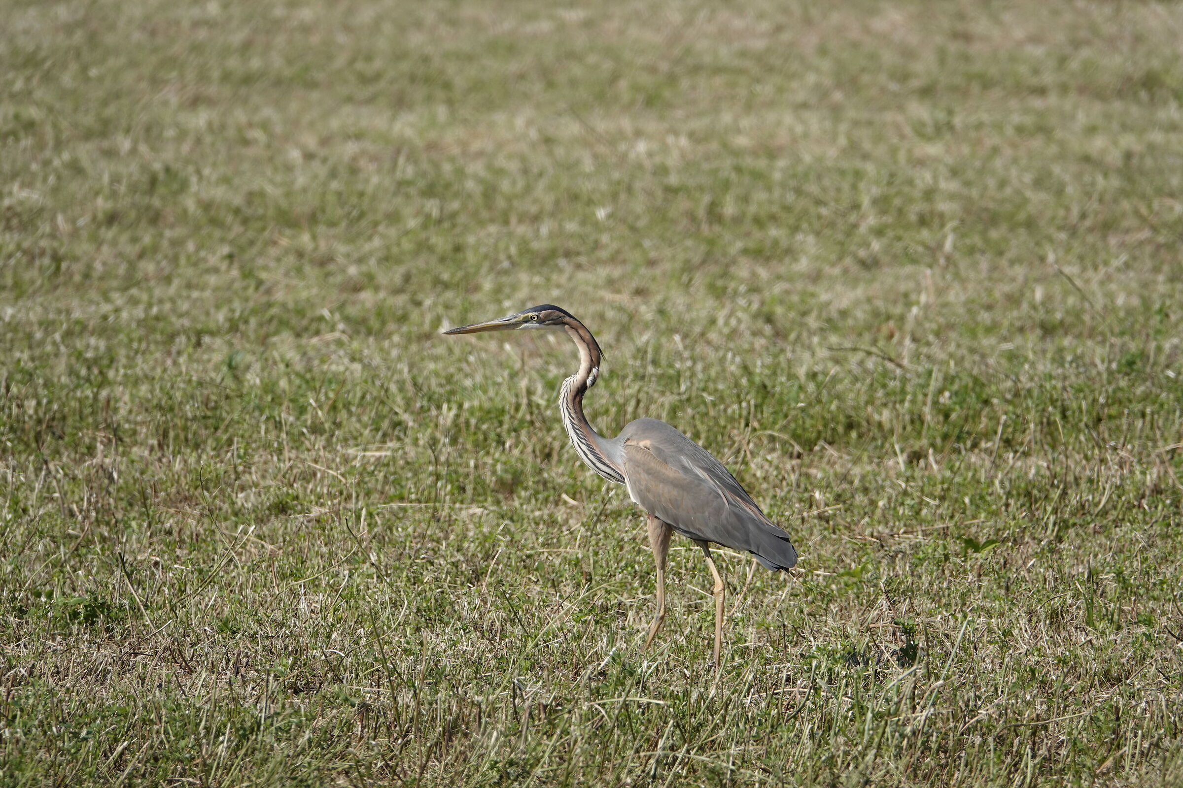 purple heron...