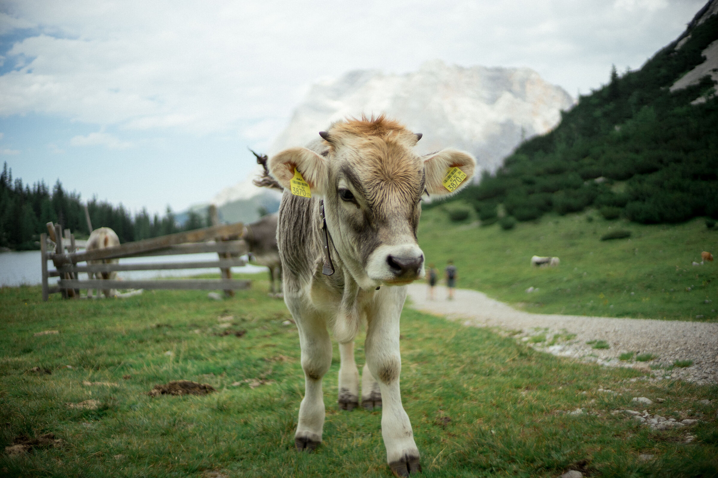 Kühe der Alpen...