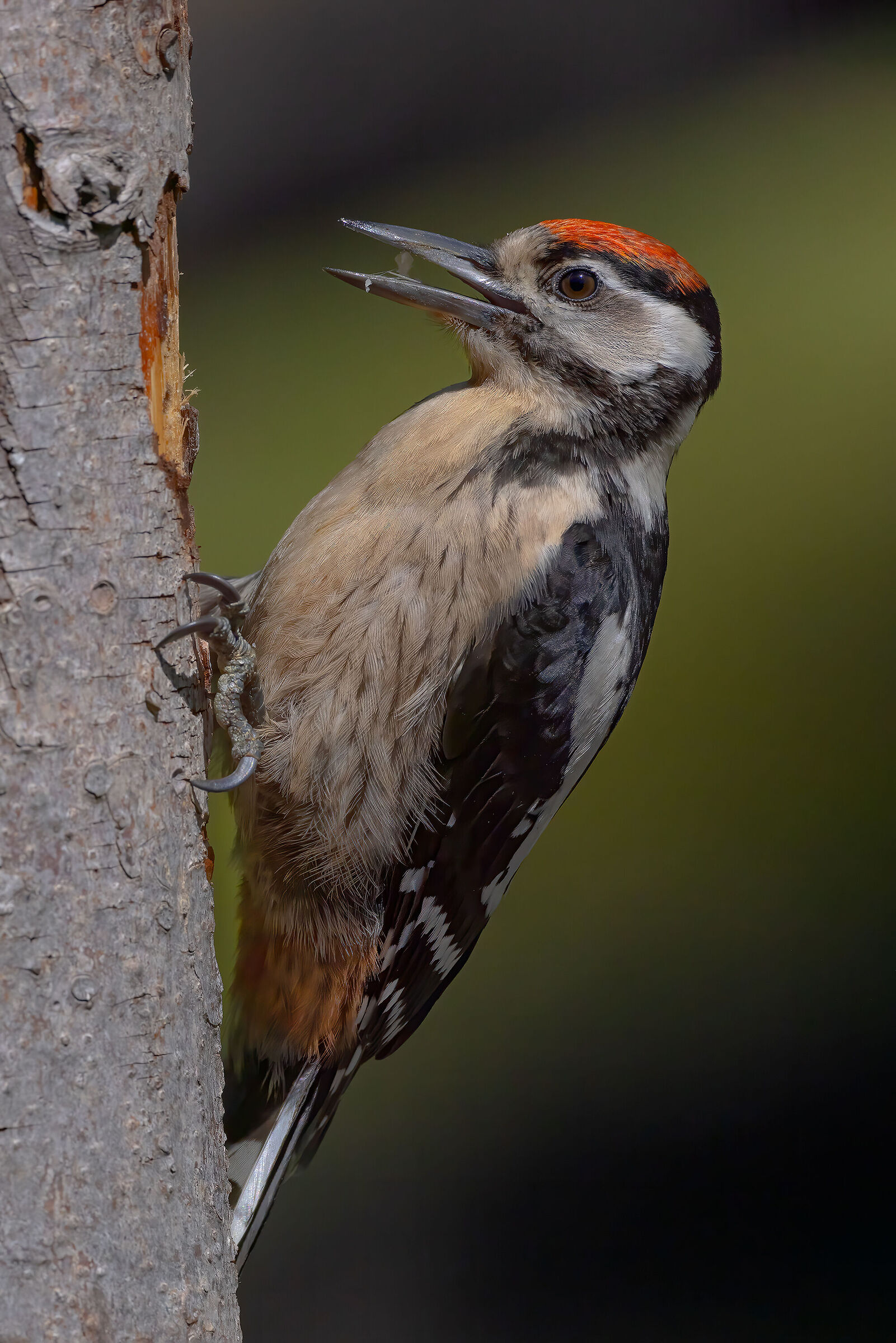 Great spotted woodpecker juv....