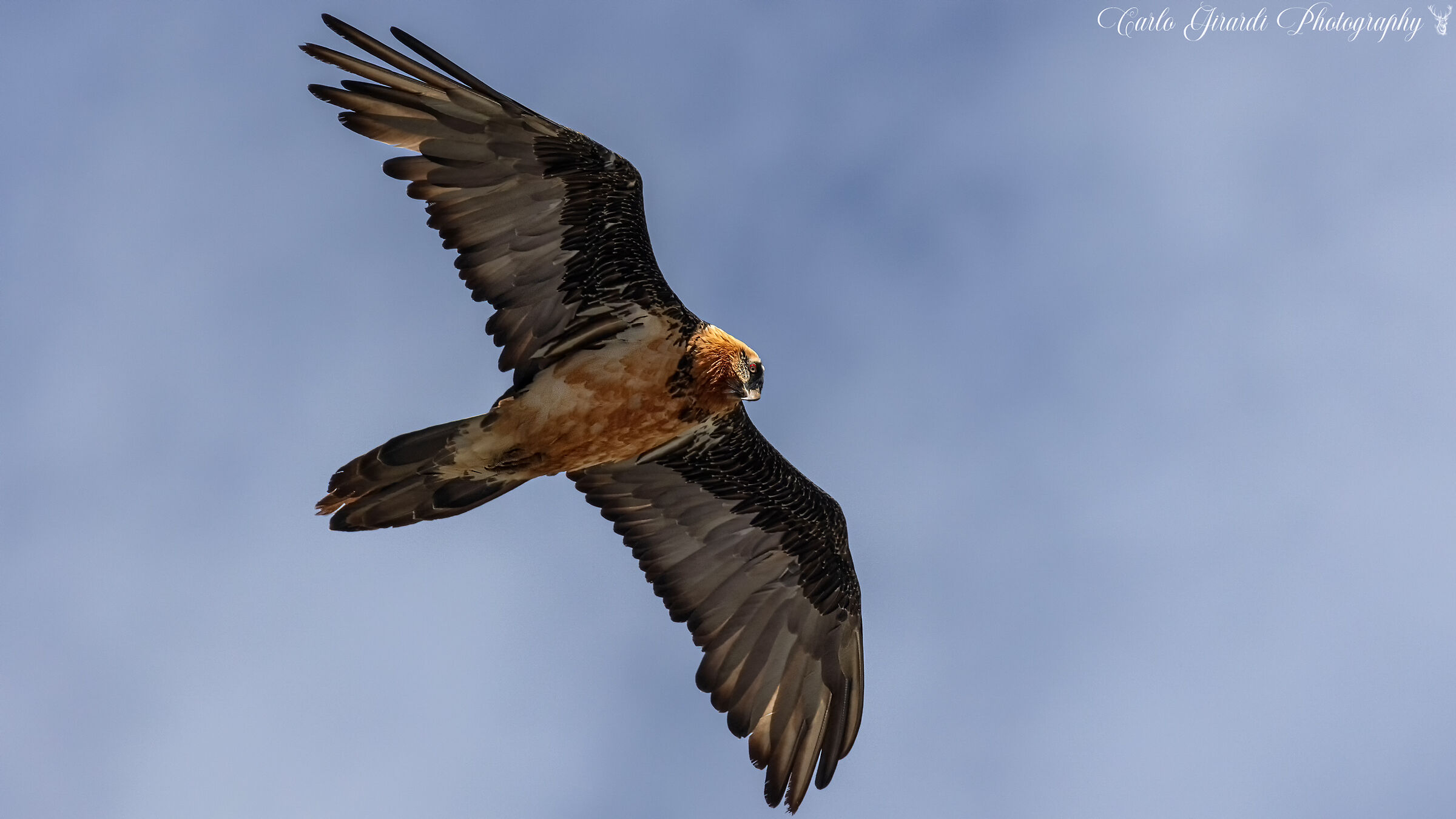 The majestic Bearded Vulture...