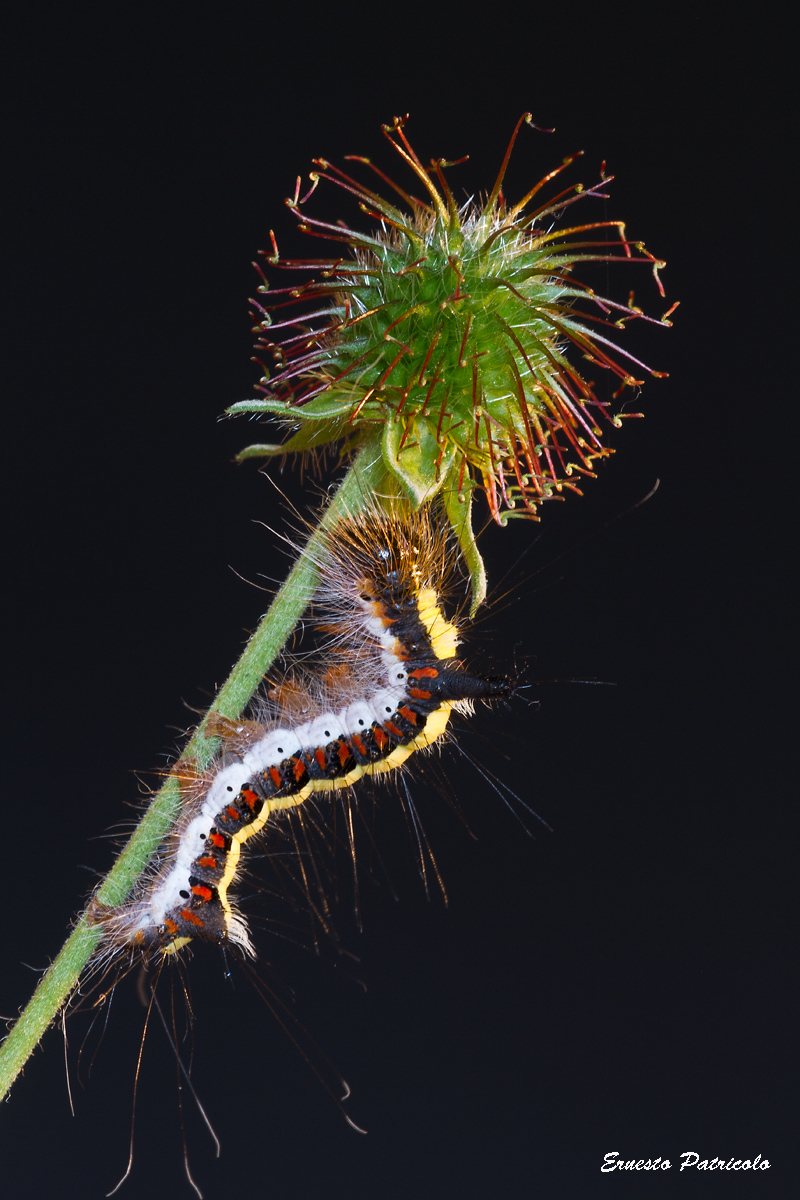 Fourth-stage caterpillar of Acronicta psi (Noctuidae)...