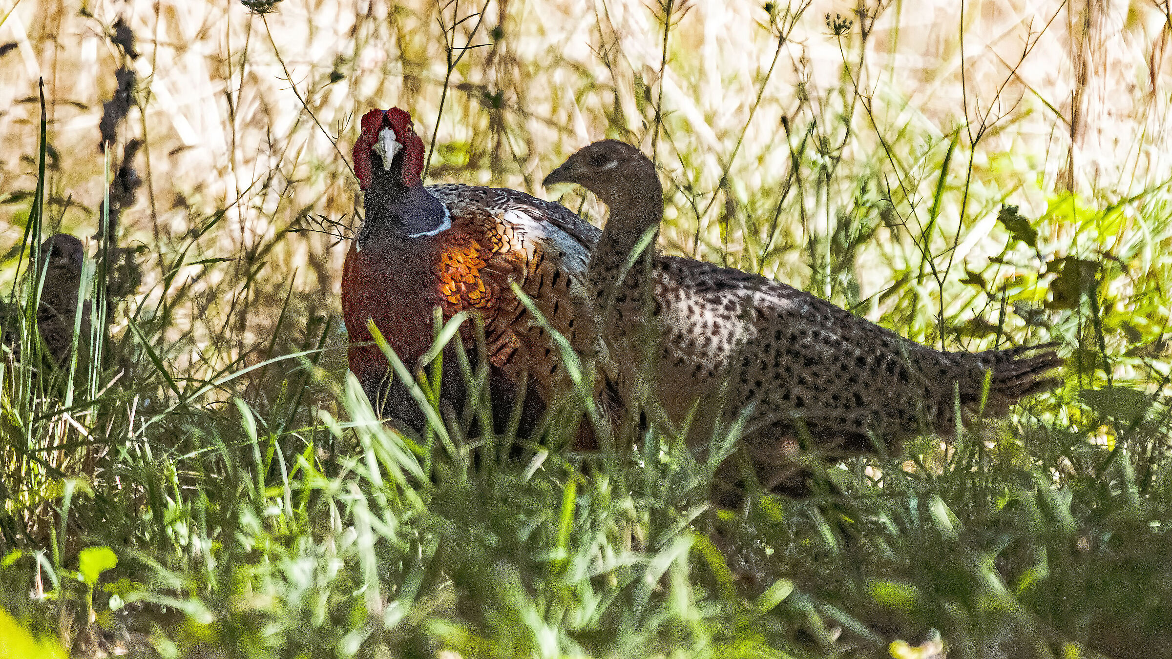 Pheasants in the family...