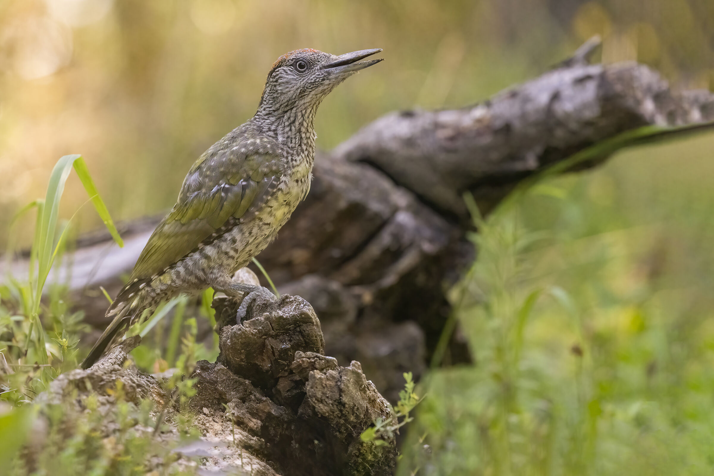 Young Green Woodpecker...