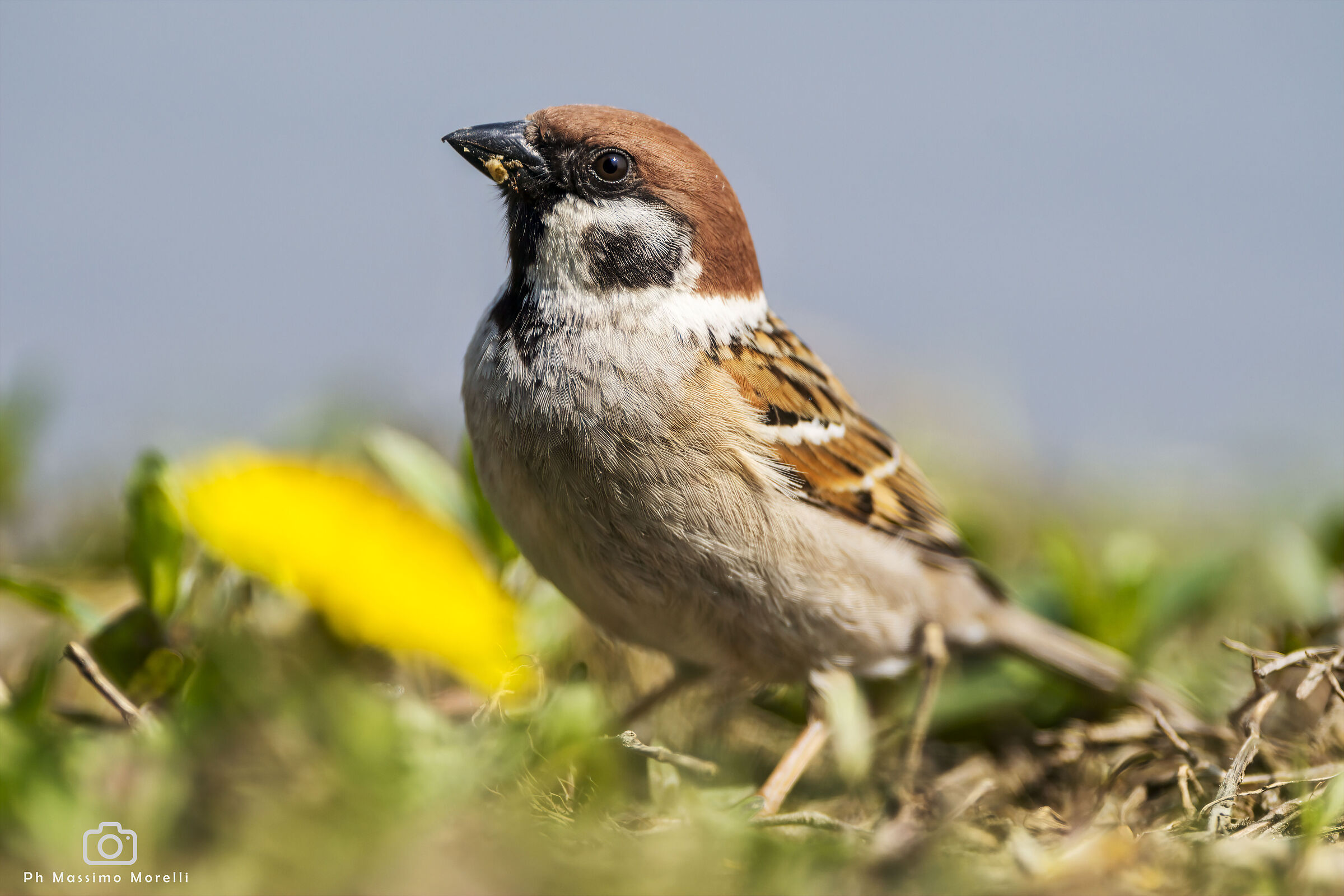 The Sparrow...