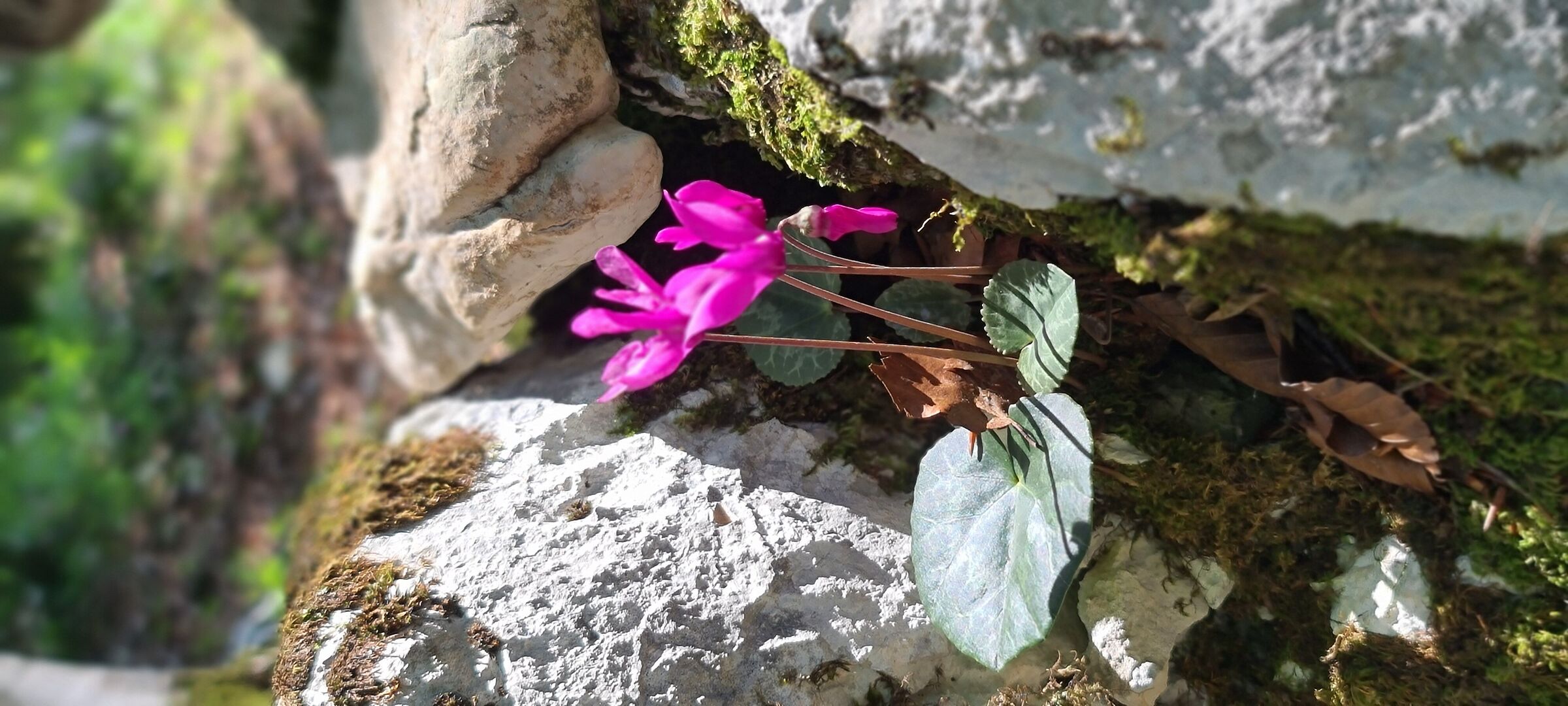 Cyclamens of the Dimt - Barcis (UD) ...