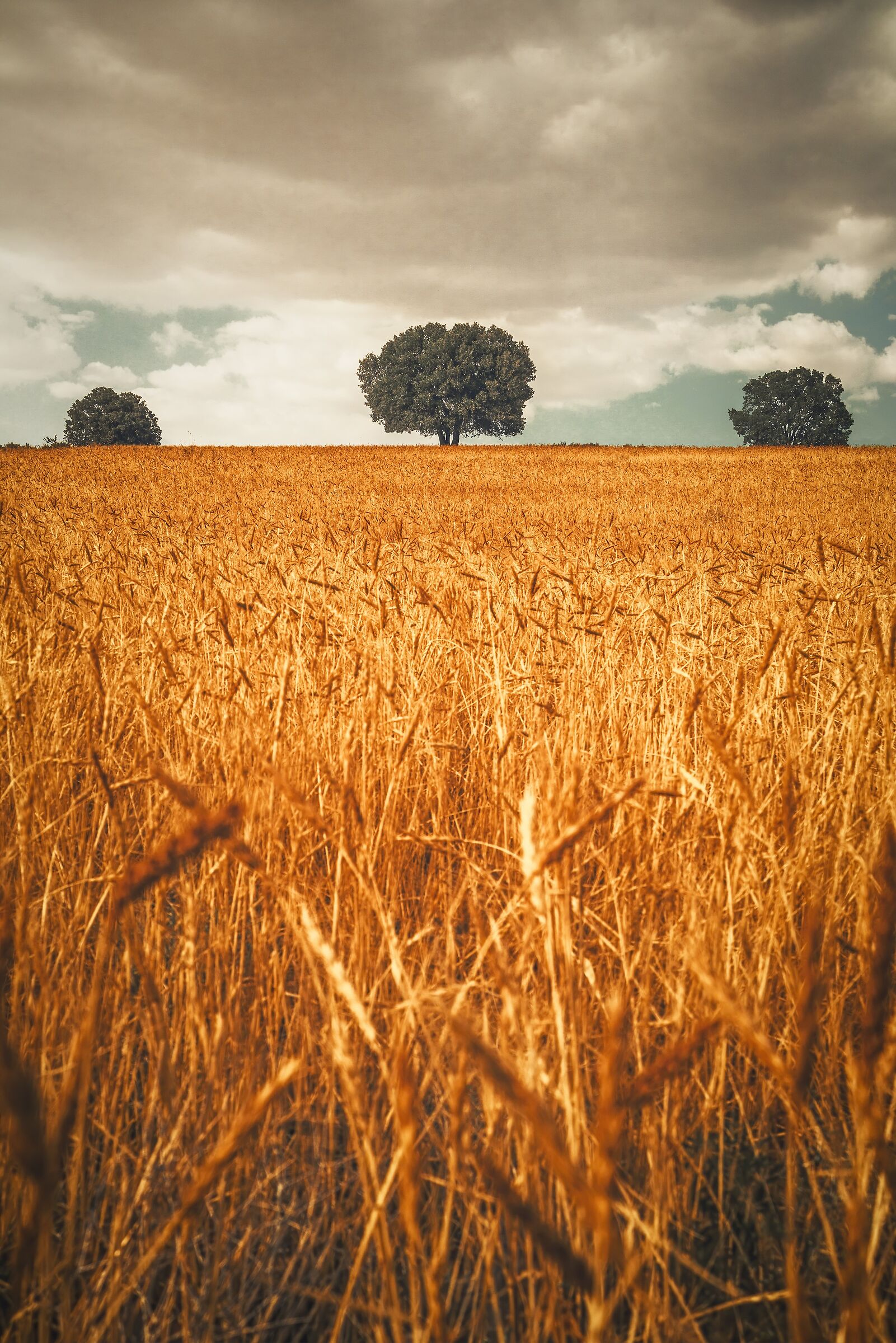 The Wheat Field...