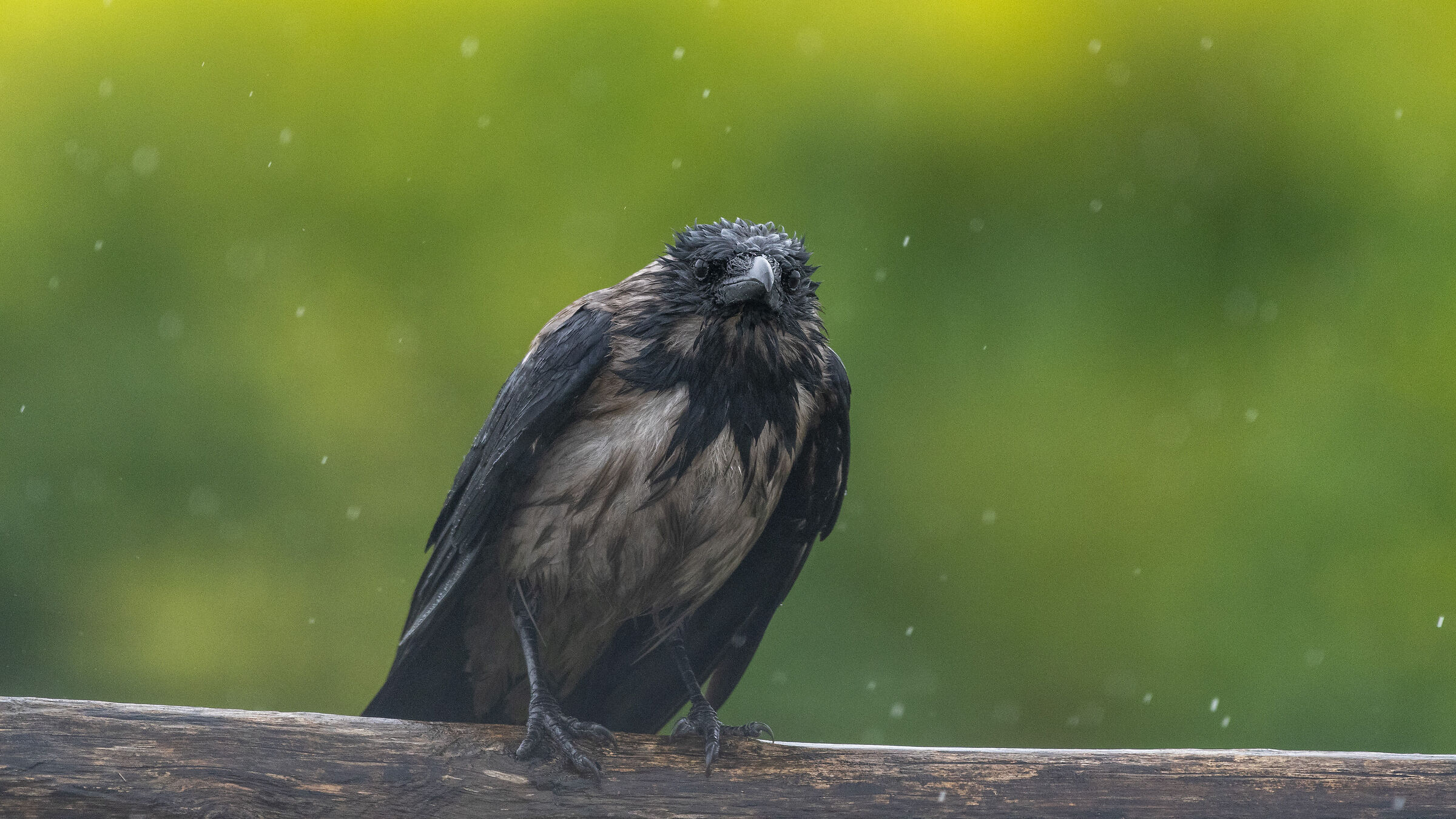 Wet crow, lucky crow...