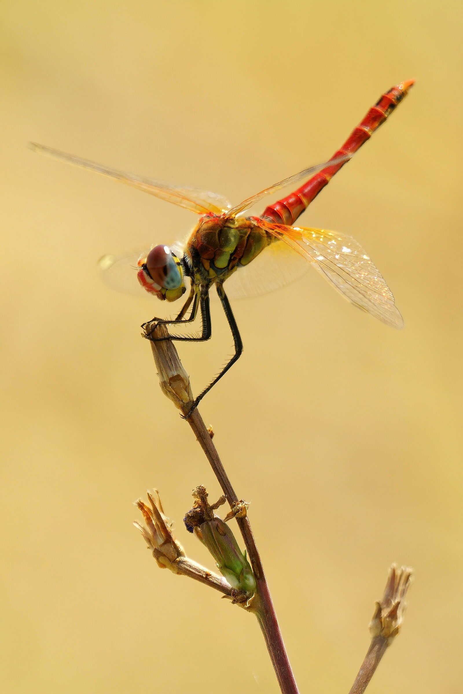 Libellula...