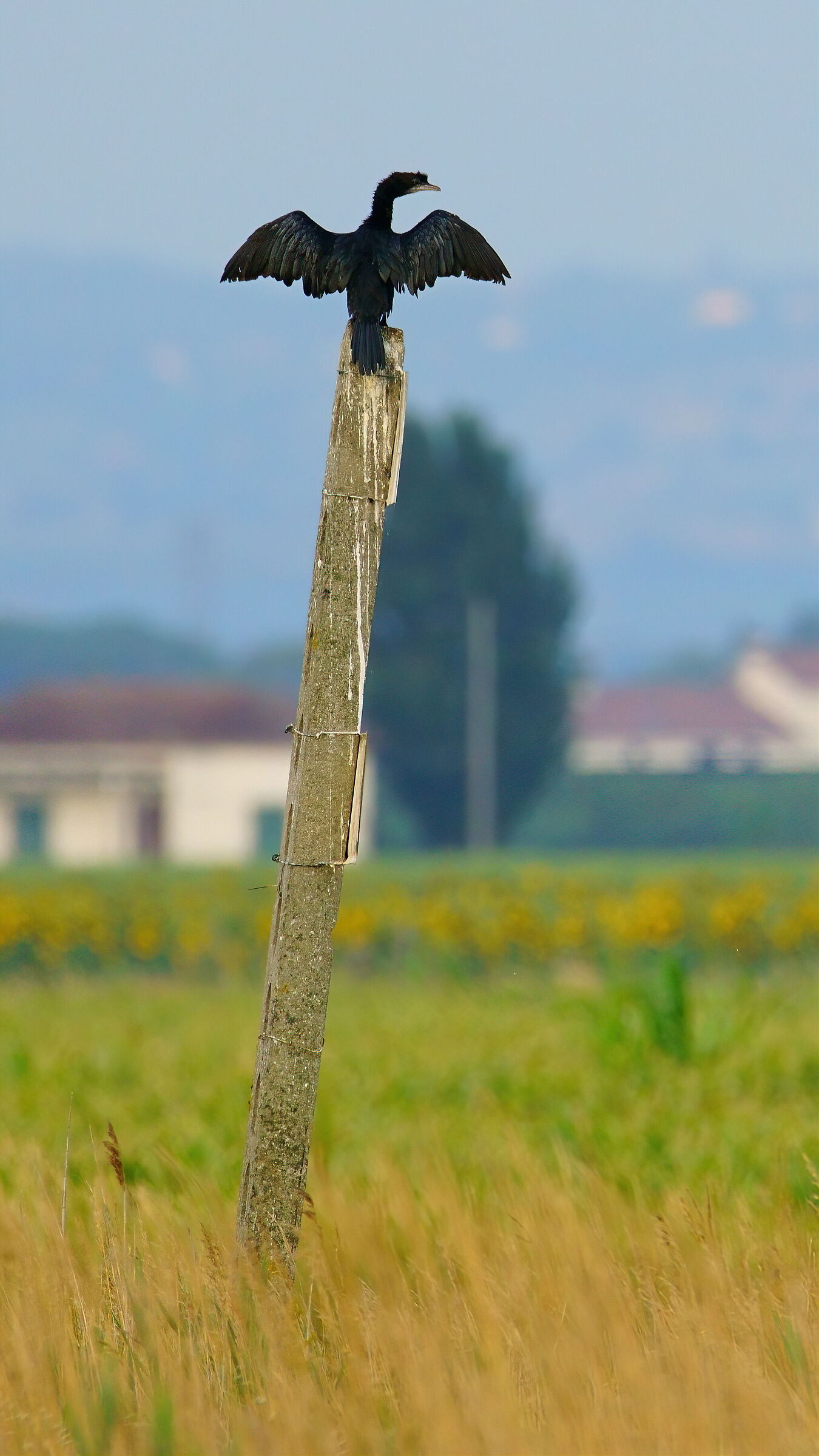 Cormorano in asciugatura...