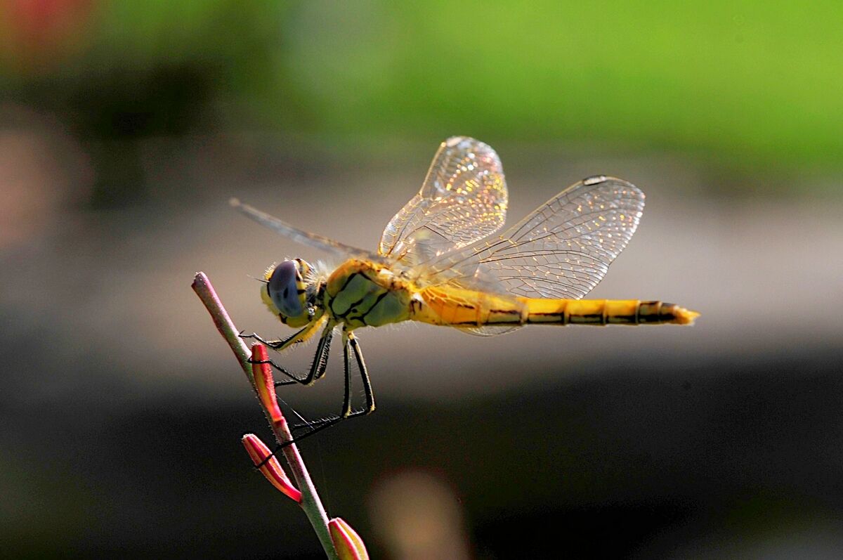 The dragonfly...