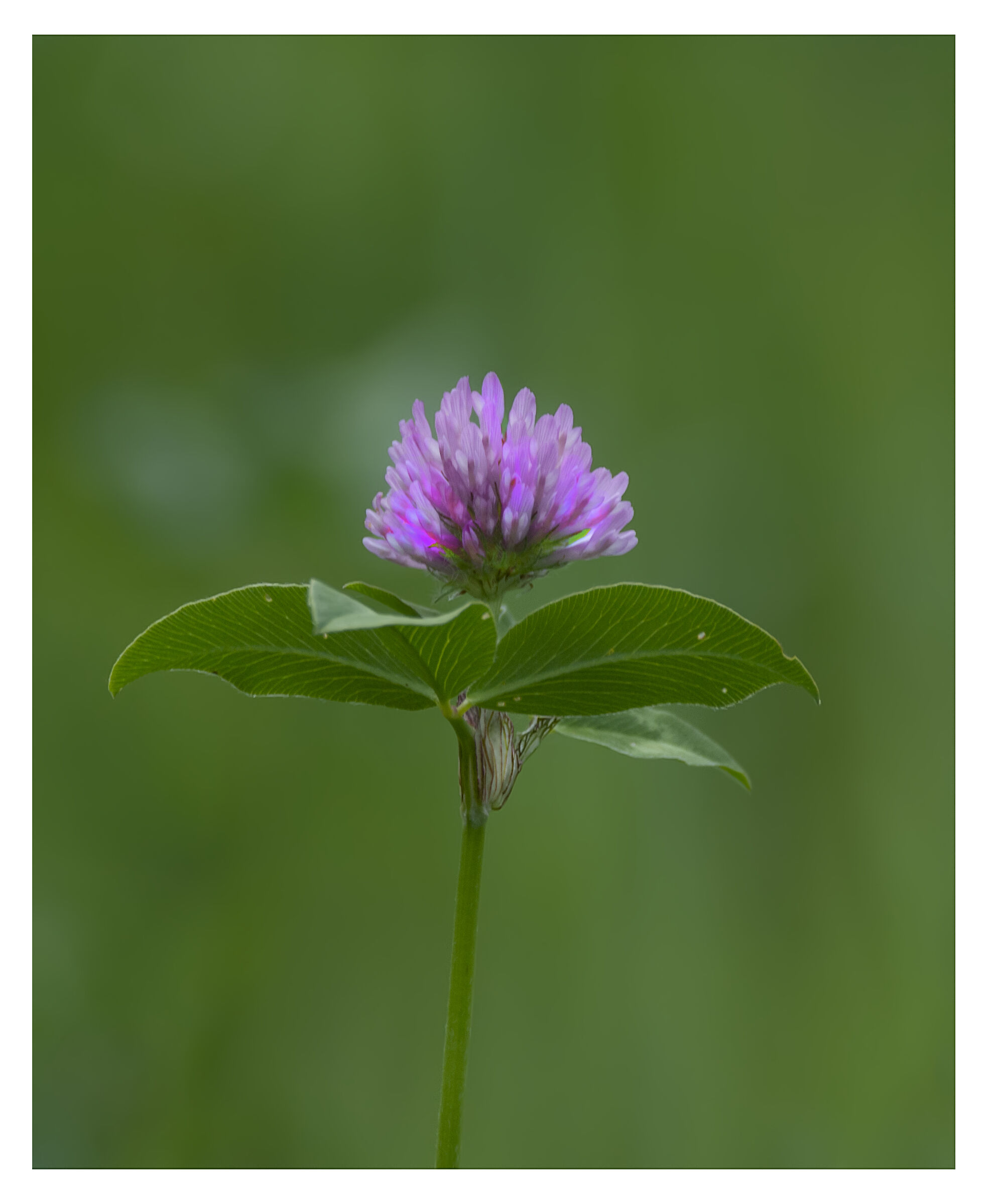 Color viola...