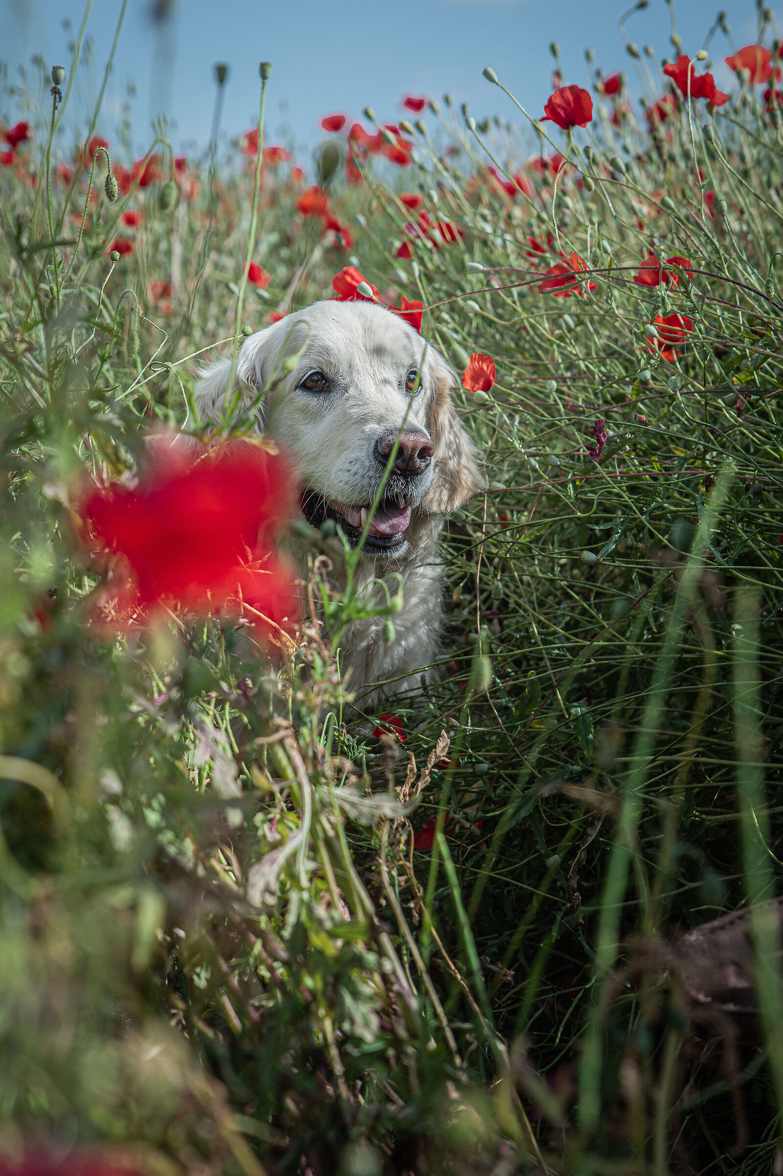 IN THE poppies...