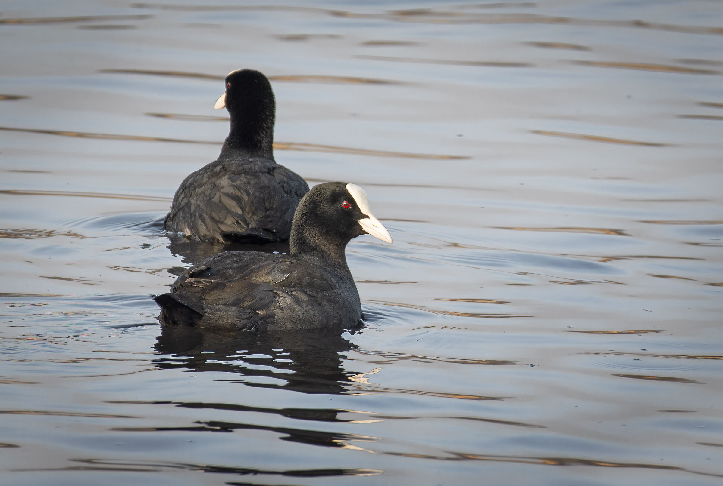 Coots...