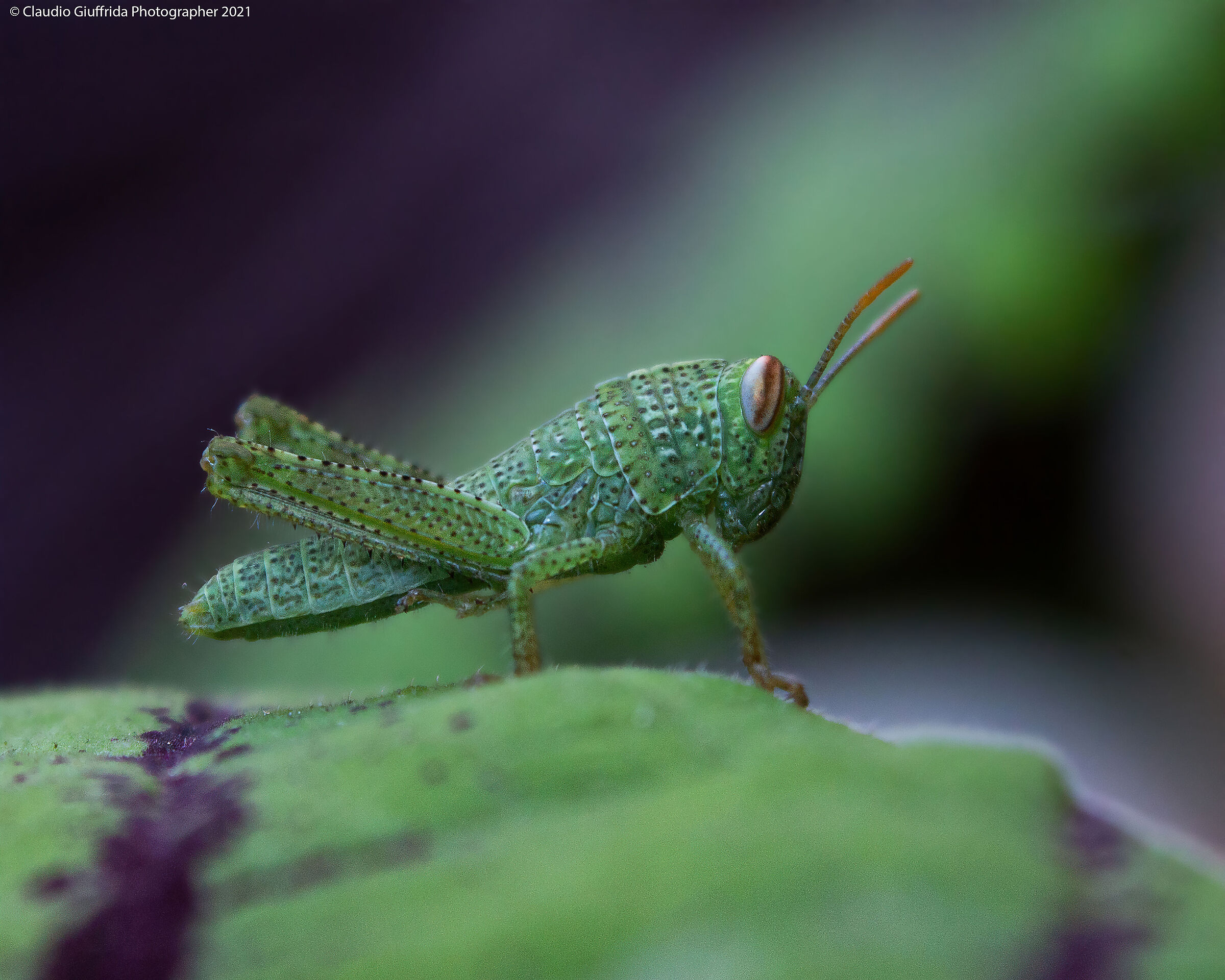 Small orthoptera...