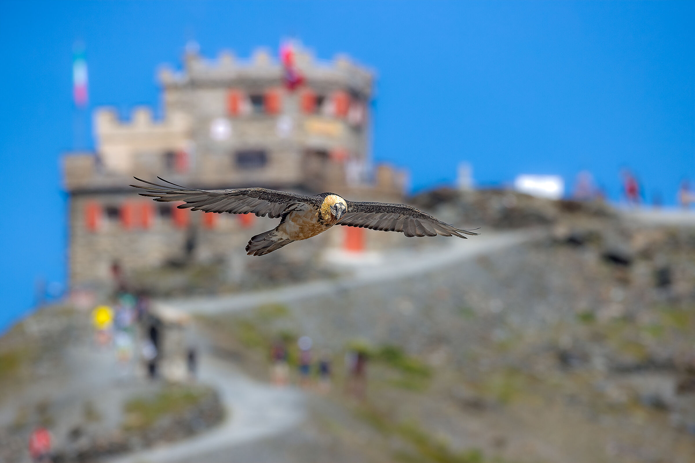 The refuge is the setting for the bearded vulture's glide...