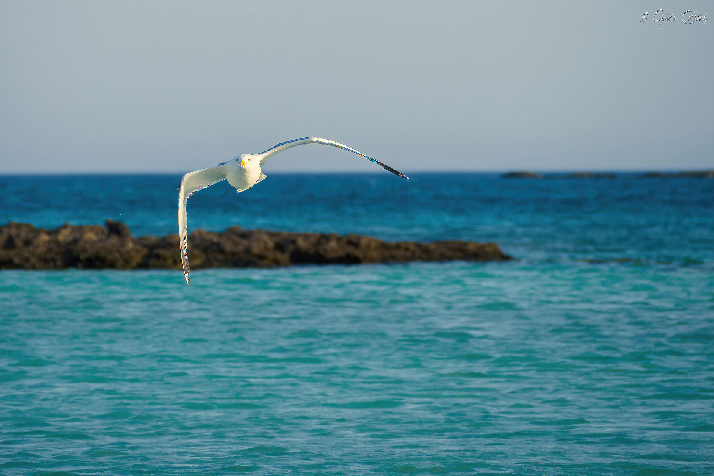 Seagull in Crete 01...