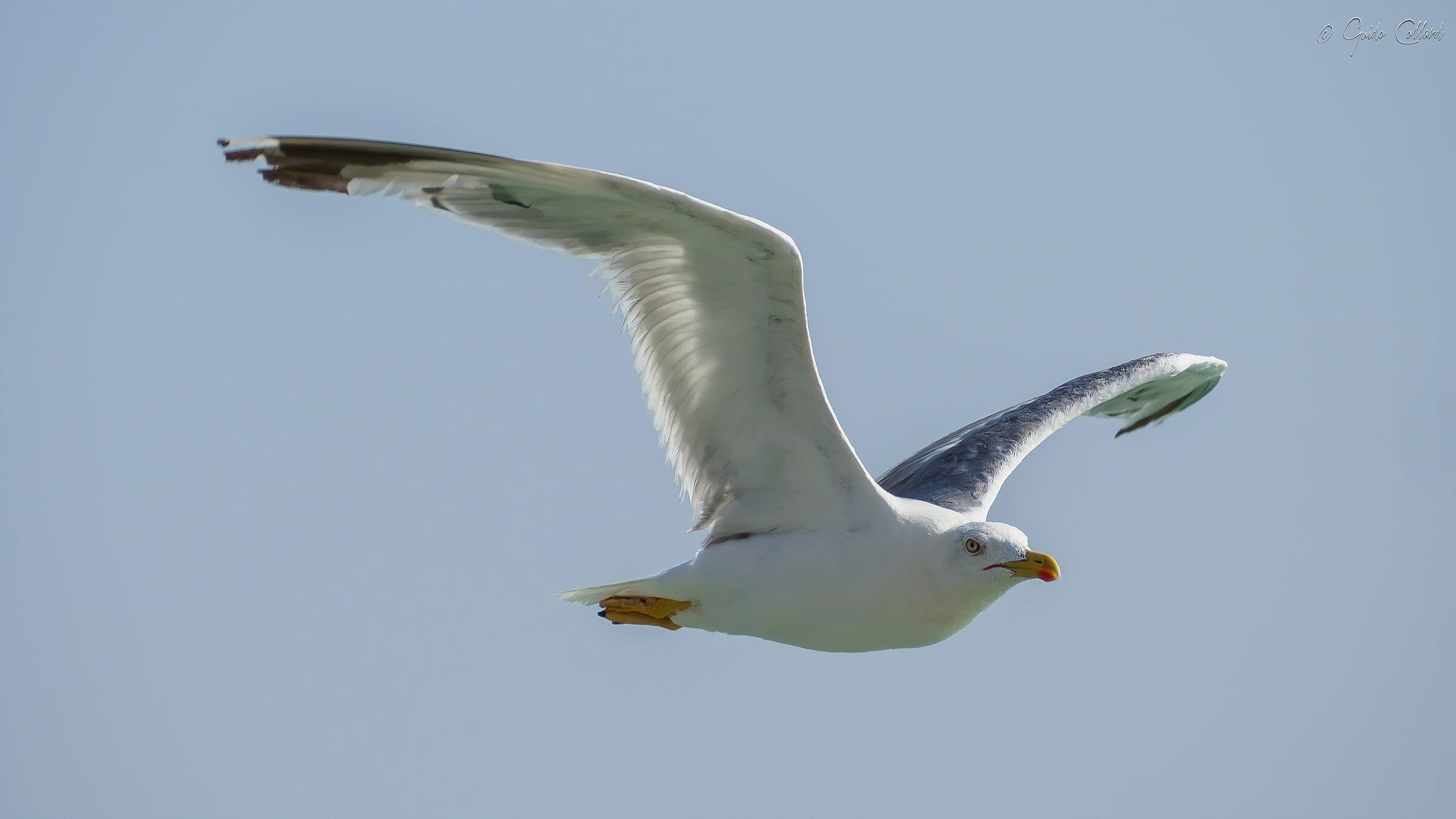Seagull in Crete 02...