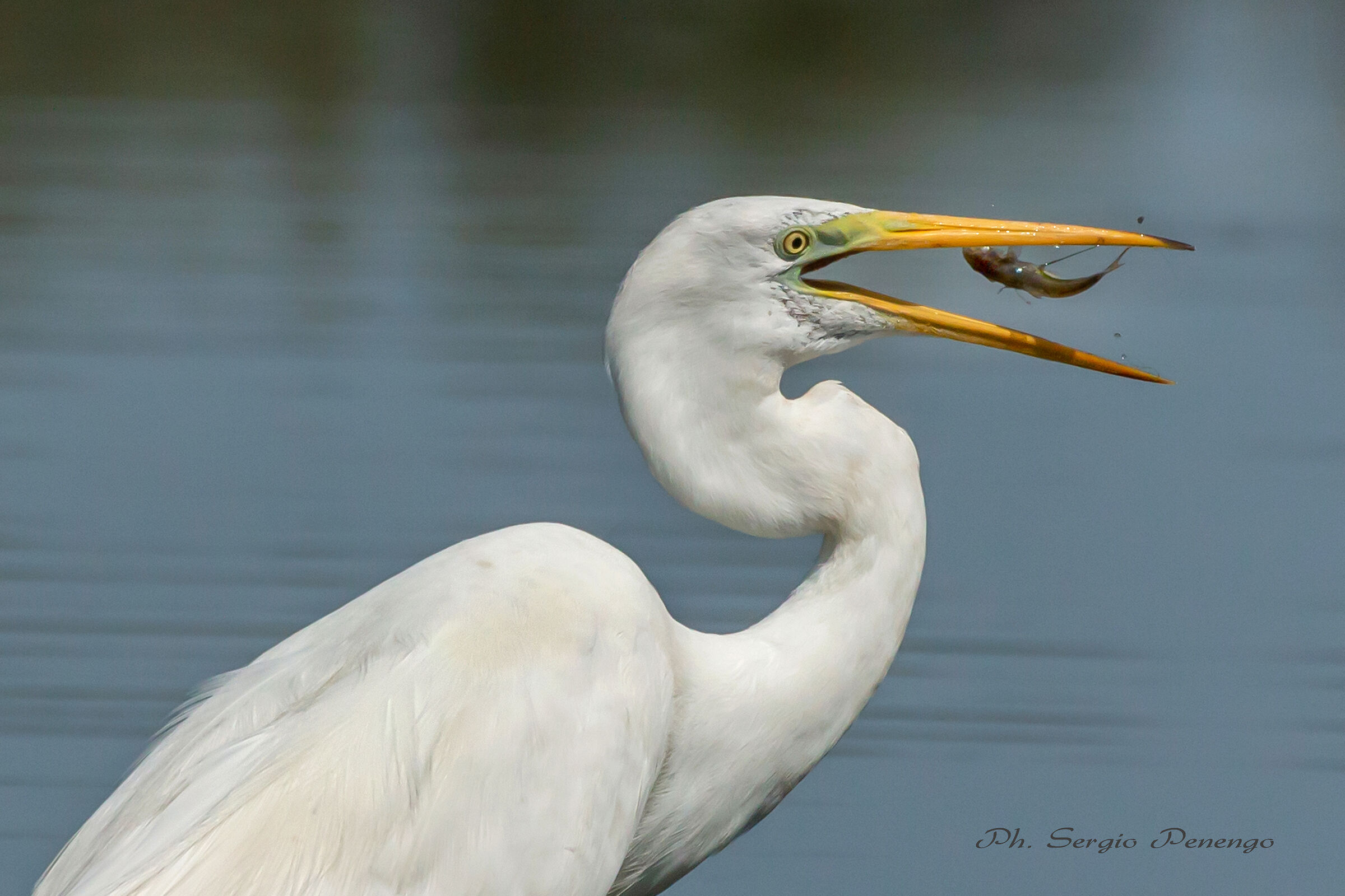 The Fishing Of the Great White Heron...