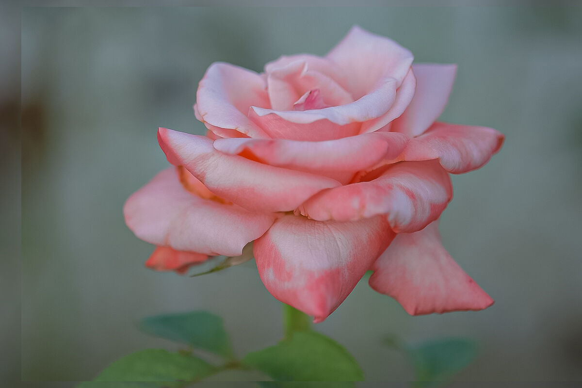 Cream rose...