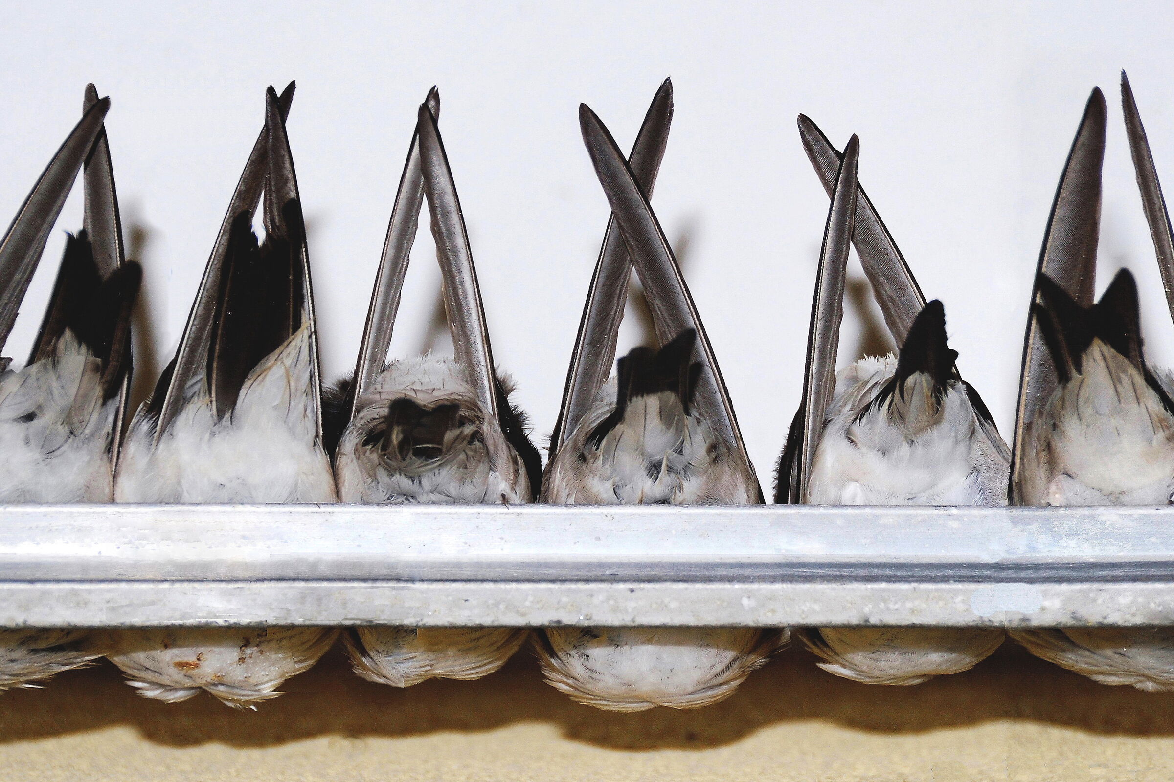 One, two, three, etc... swallows under the roof...