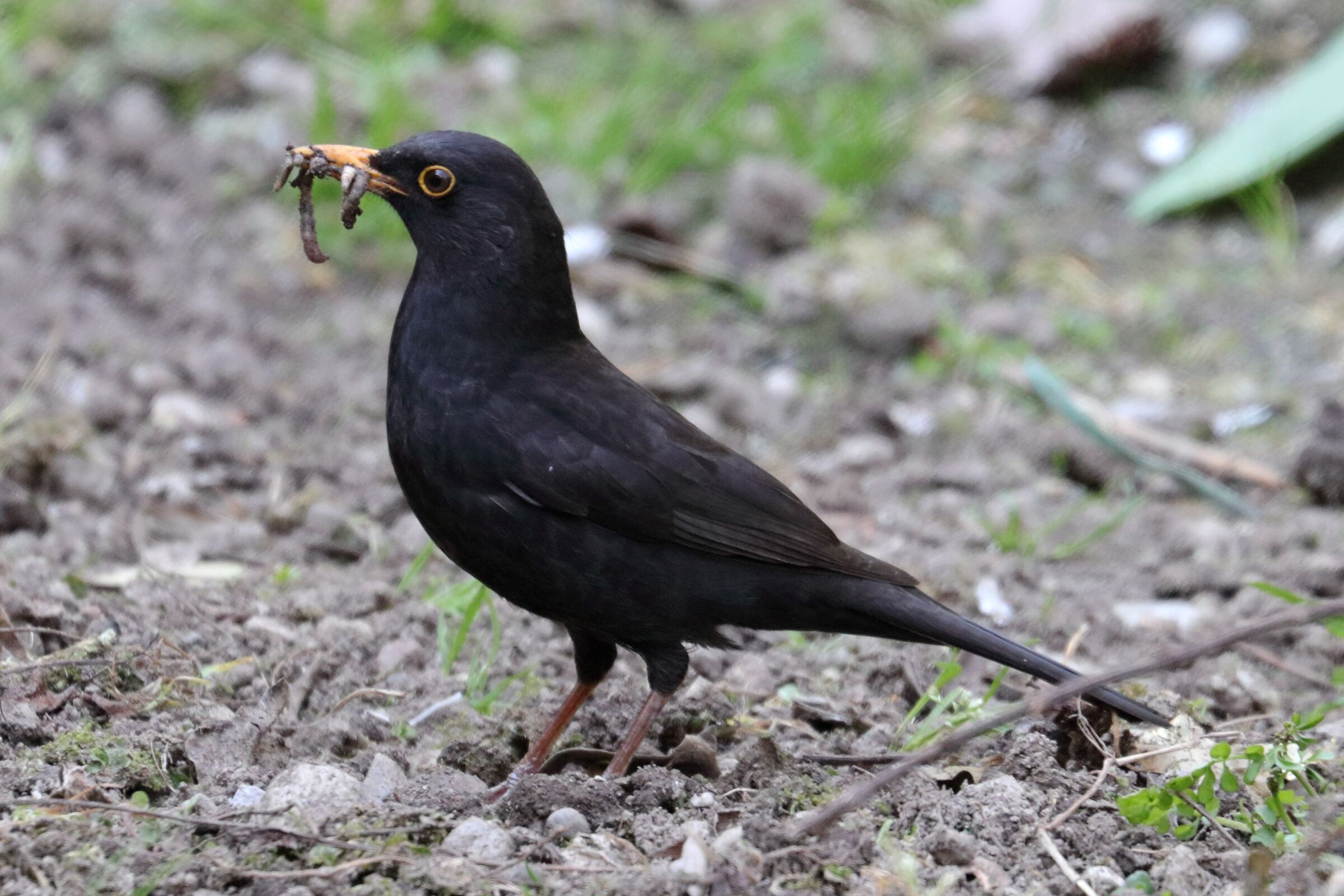 Blackbird with prey...