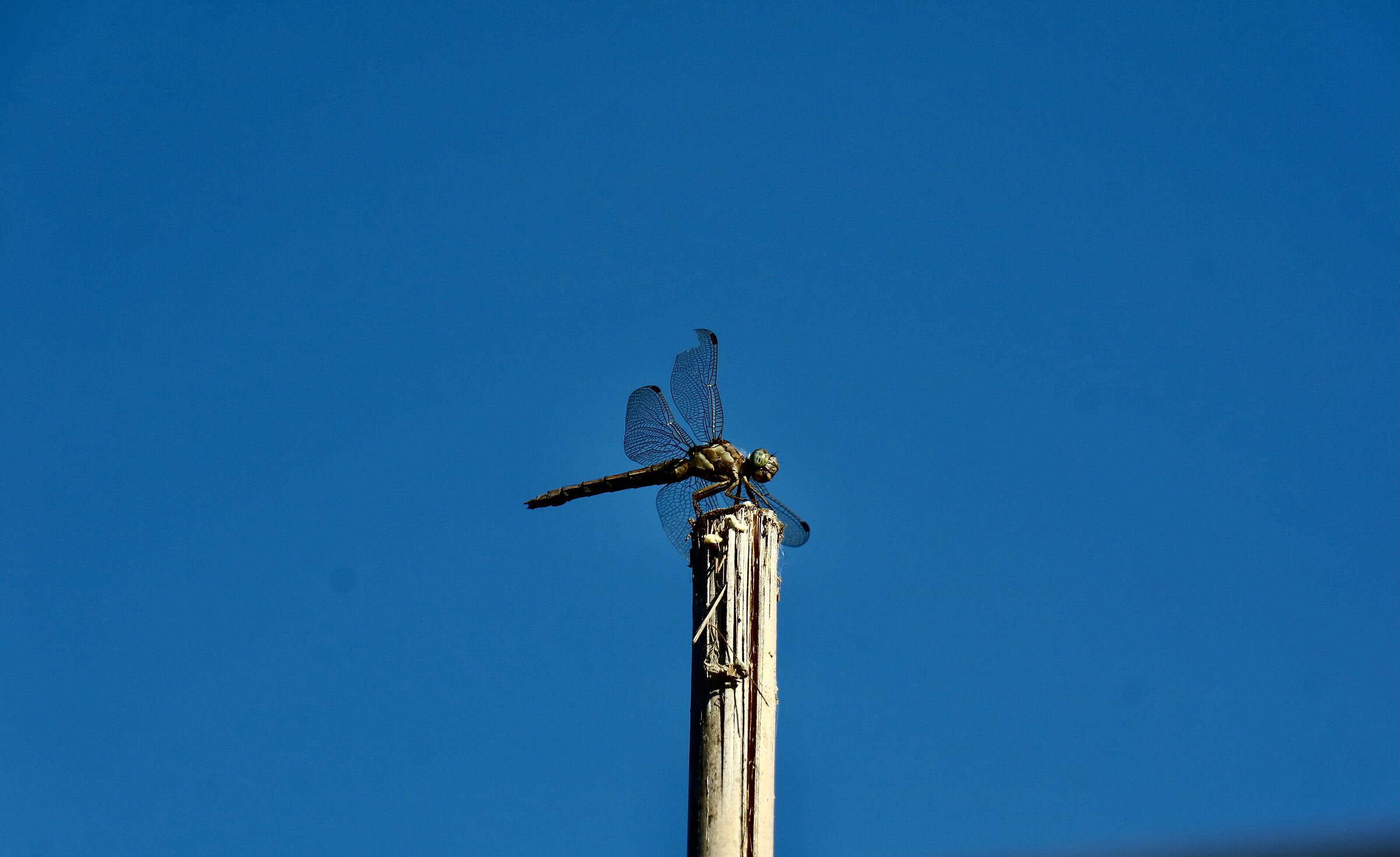 A dragonfly settled on a pole. ...
