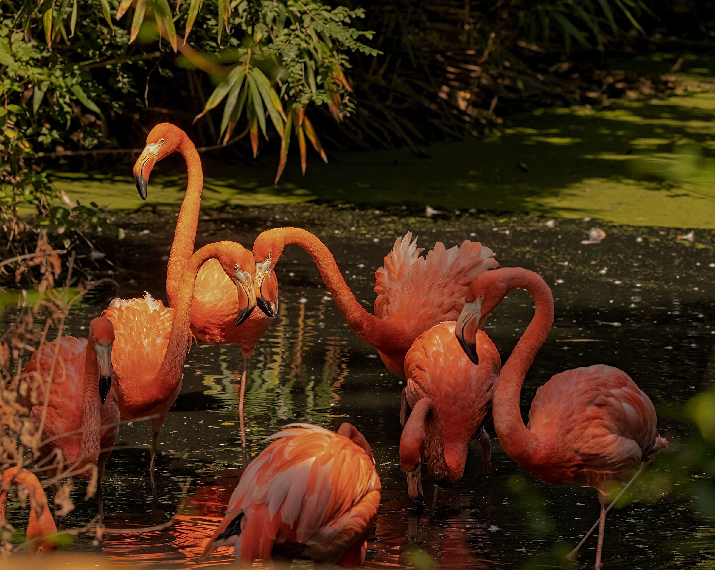 Pink Flamingos 12/08/2021 Oasi Sant'Alessio (PV)...