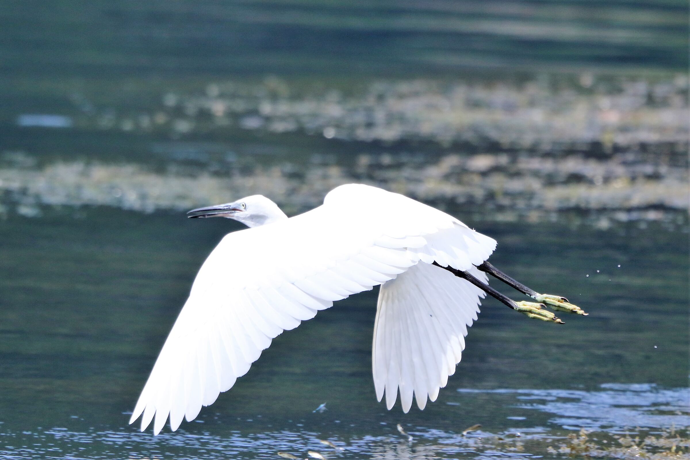 Egret...