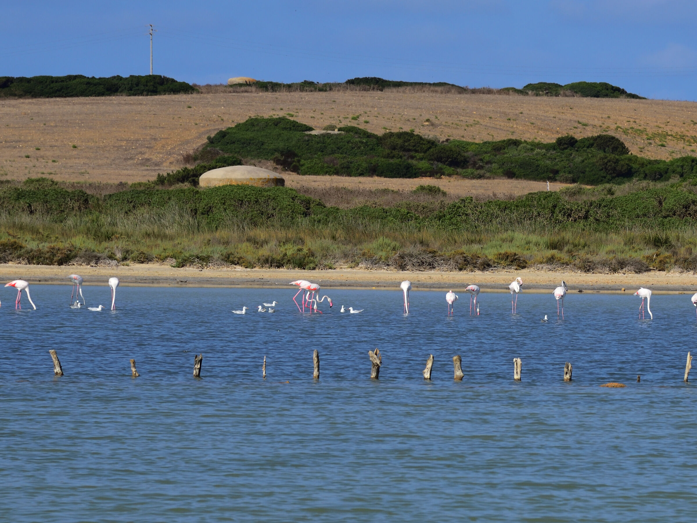 stagno delle Saline (SS) with flamingos 1...
