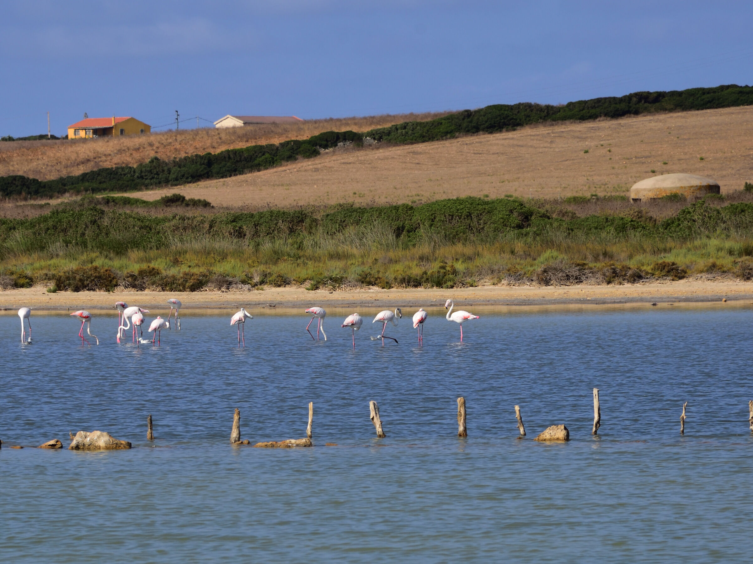 saline pond (SS) with flamingos 2...