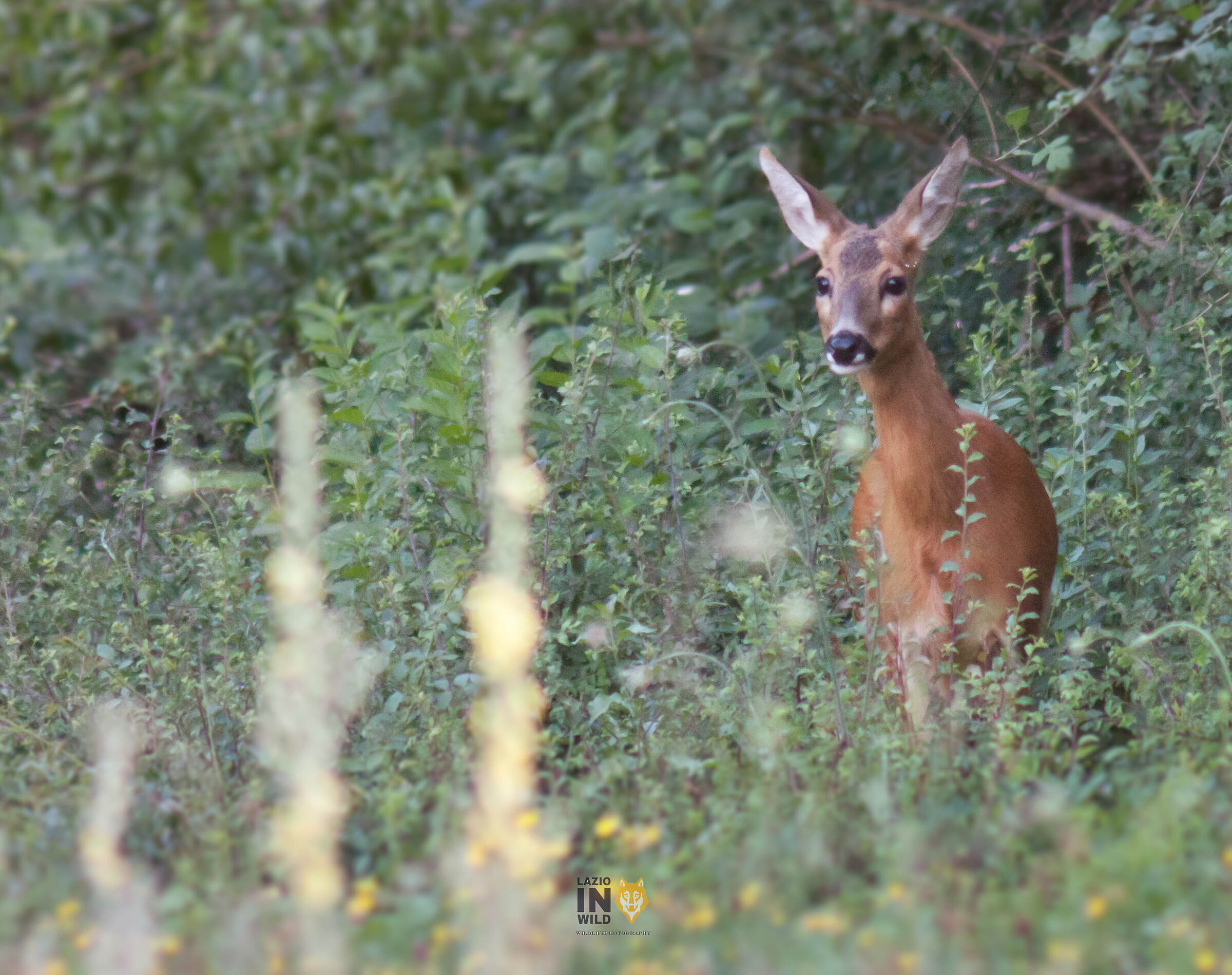 Female Roe deer...
