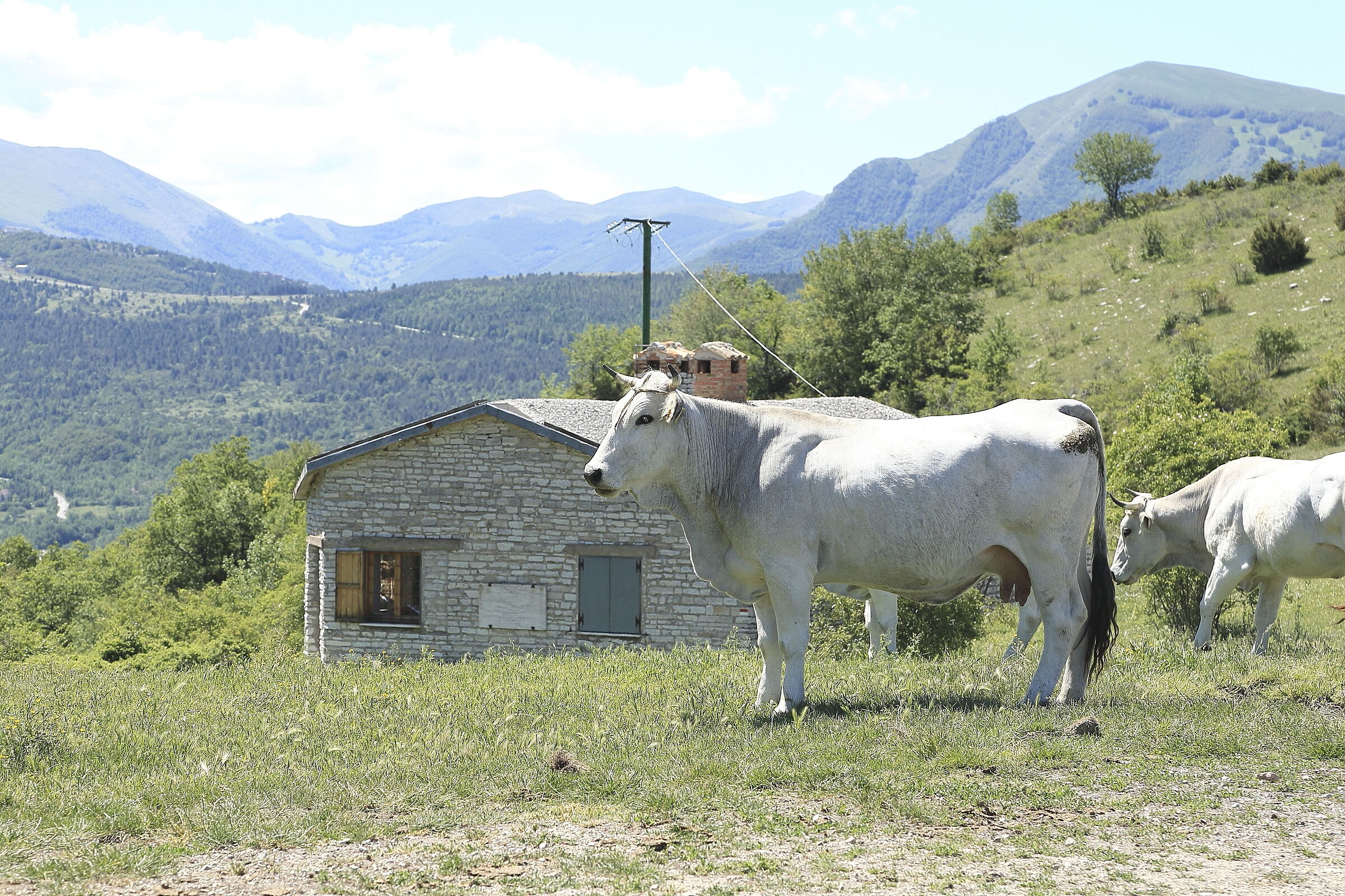 alpascolo cows on the Sibillini...