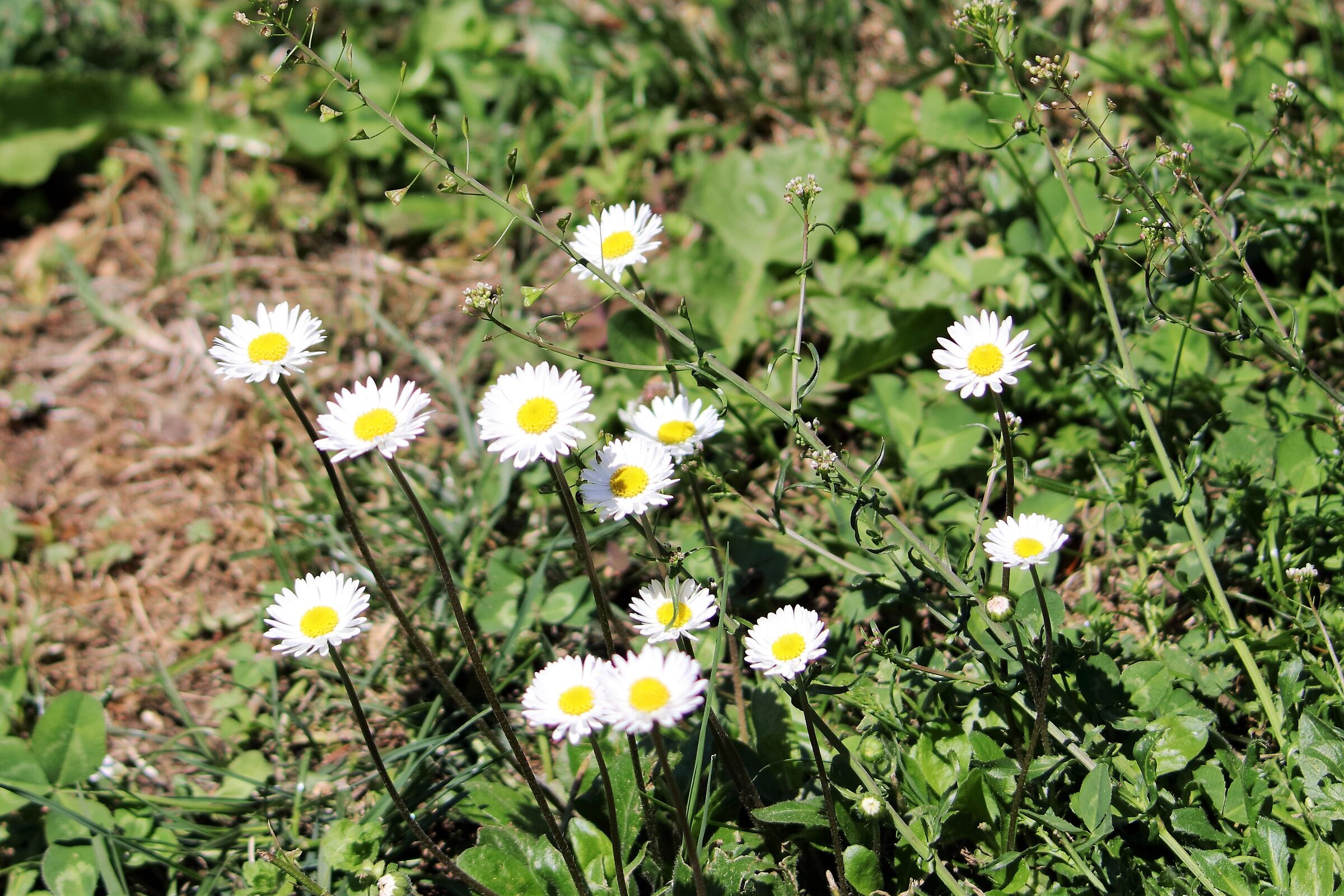 Daisies...