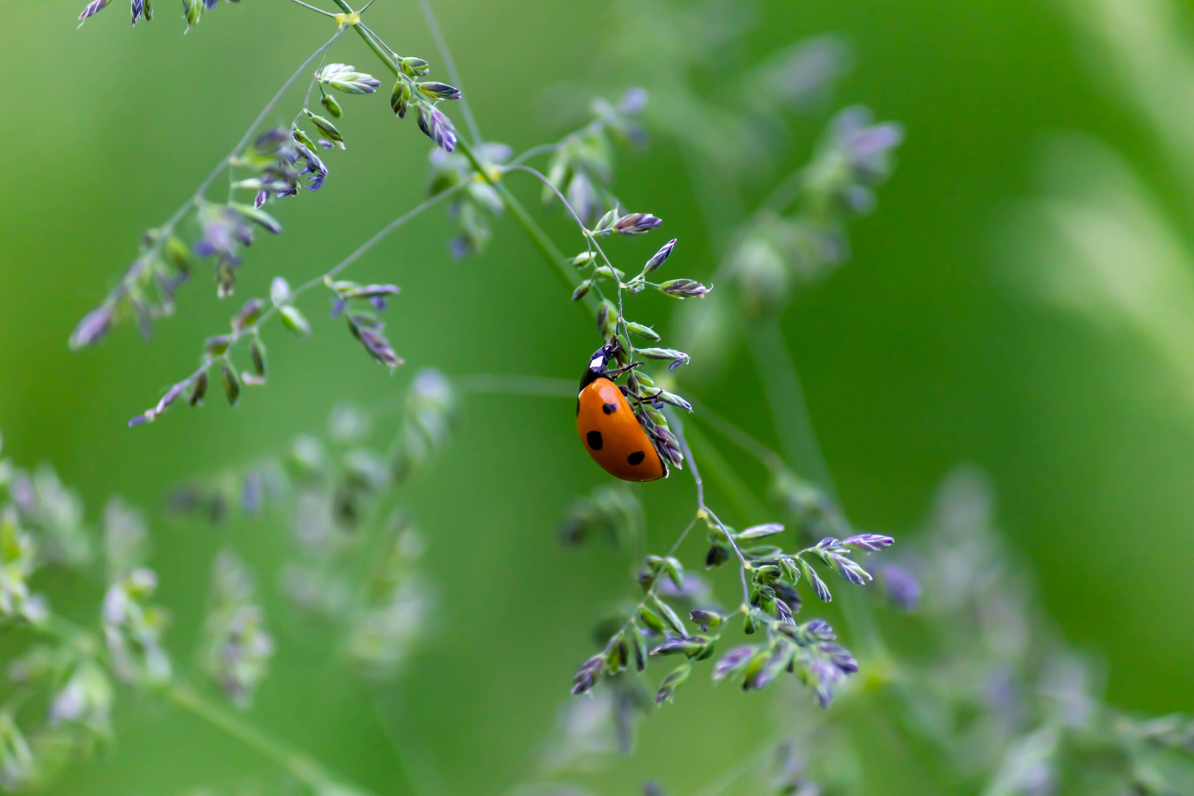 coccinella...