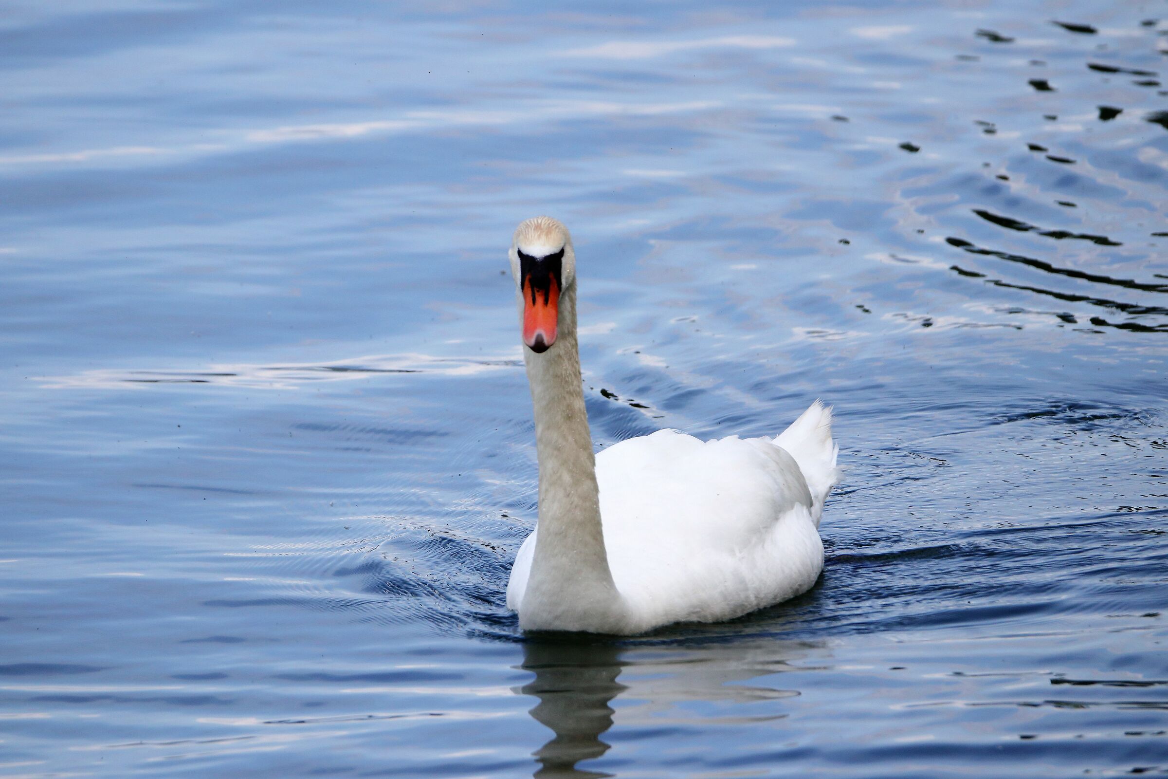swan...