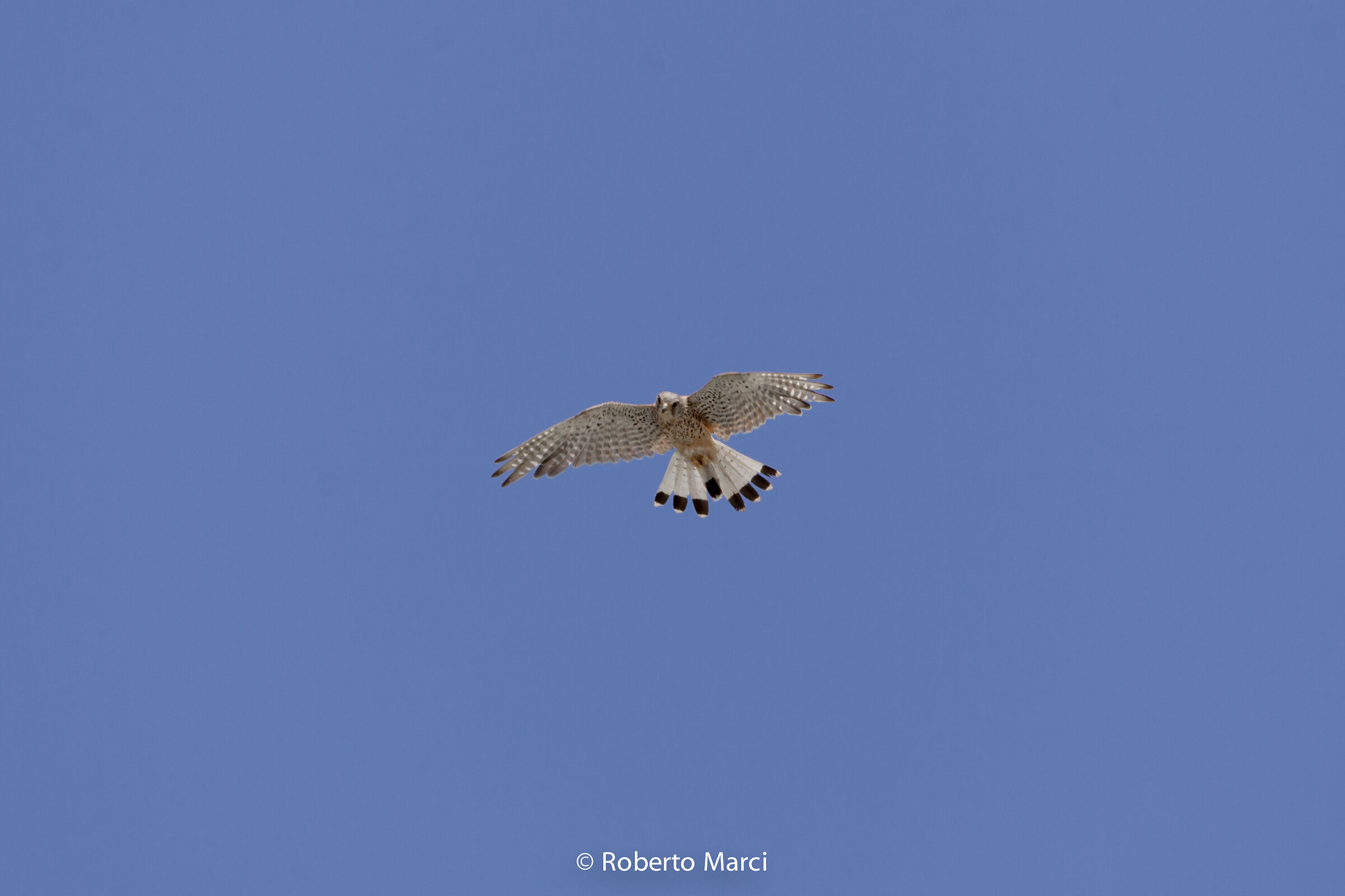 Falcon of Sardinia ...