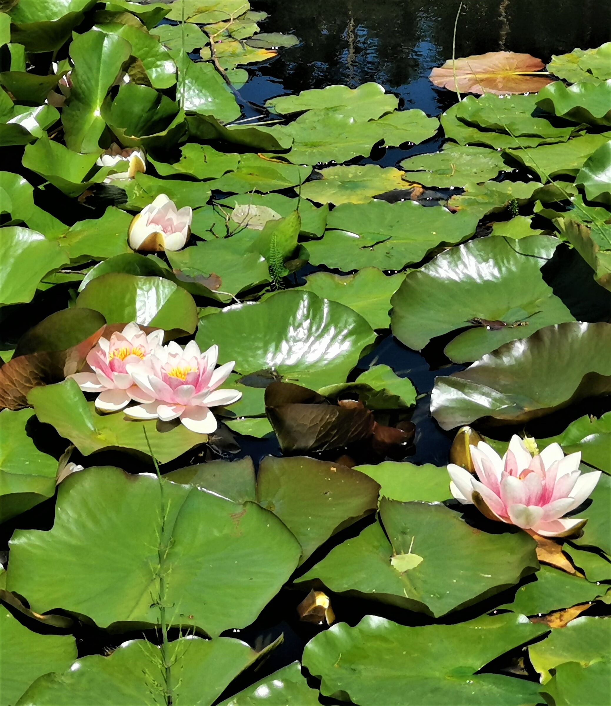 The water lilies of Maria Sales...